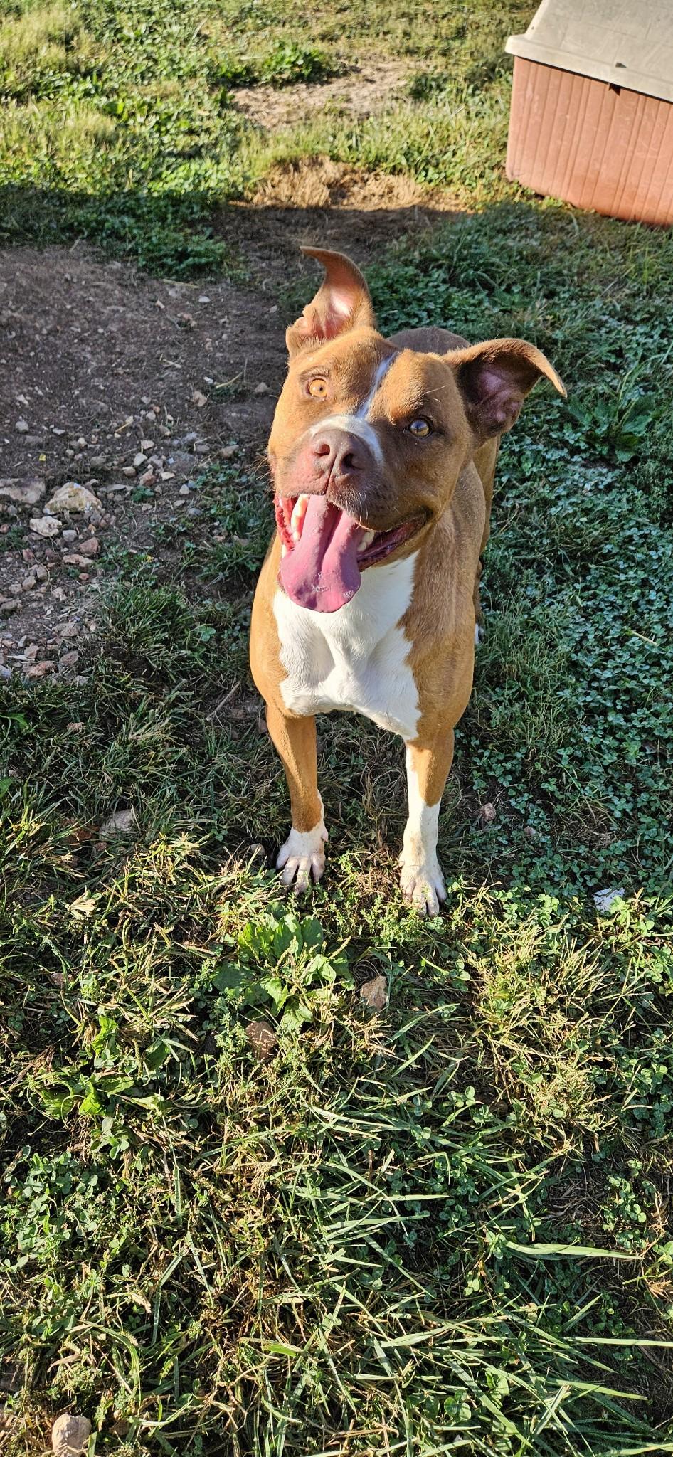 Dwayne, a Adoptable mixed breed image 1/4