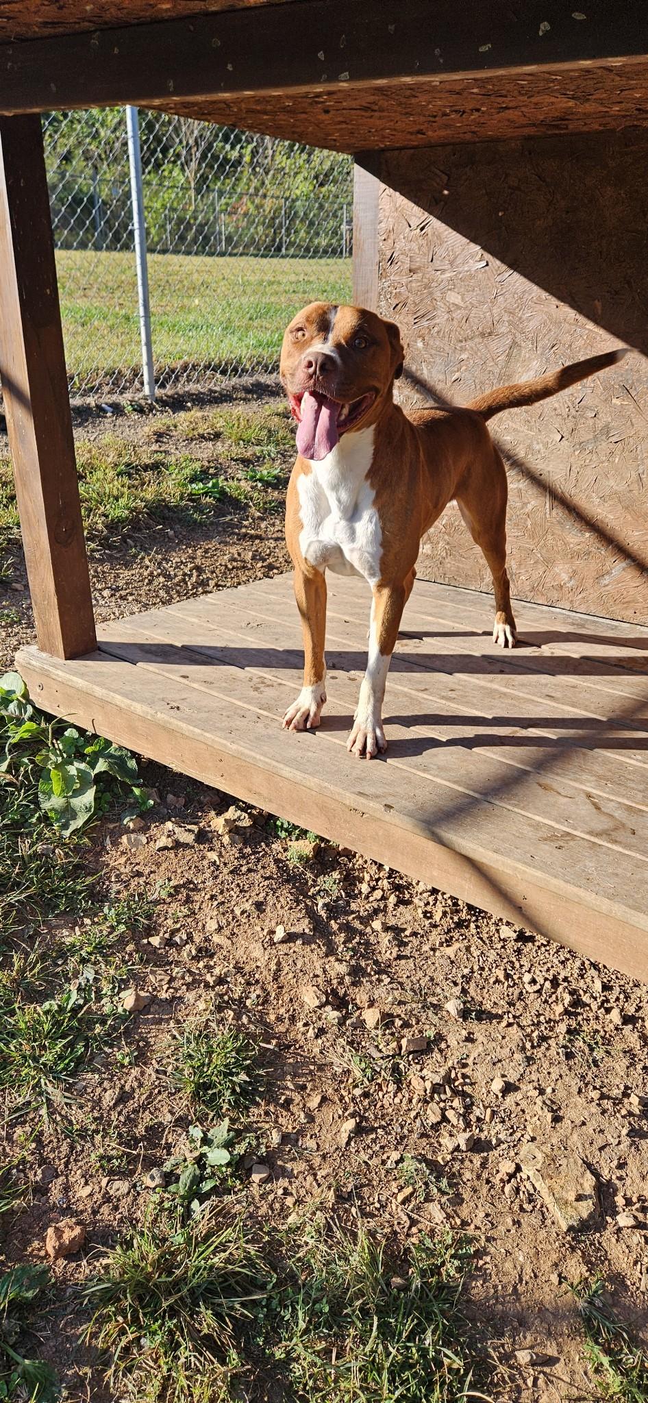 Dwayne, a Adoptable mixed breed image 2/4