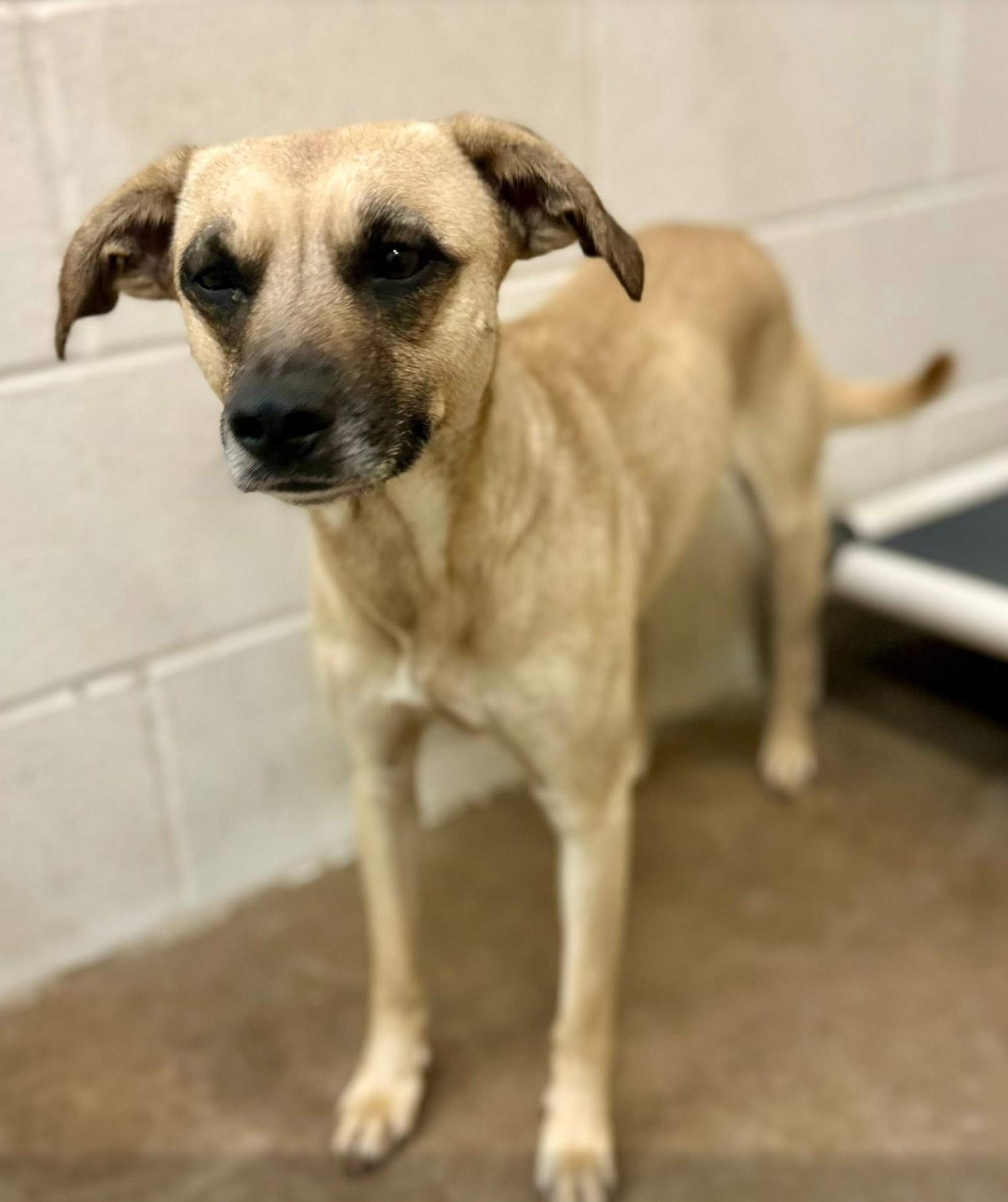 Enlarge Austin, a ADOPTABLE mixed breed in Sherman, TX image 1/1