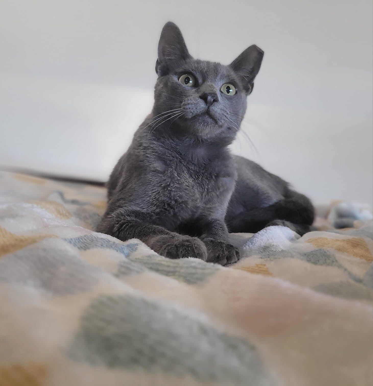 Enlarge Matthew, an adoptable mixed breed in Kearny, NJ image 4/6