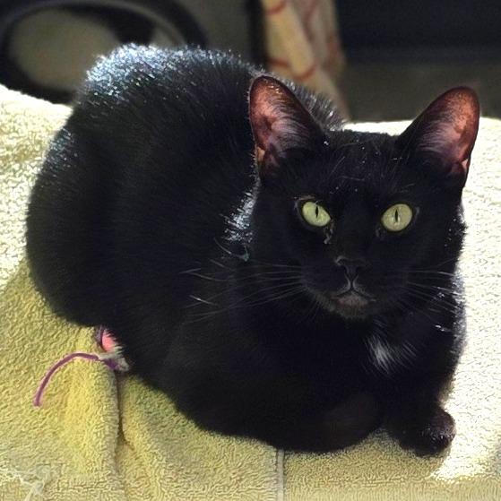 Mila, Adoptable, Adult Female Domestic Short Hair.