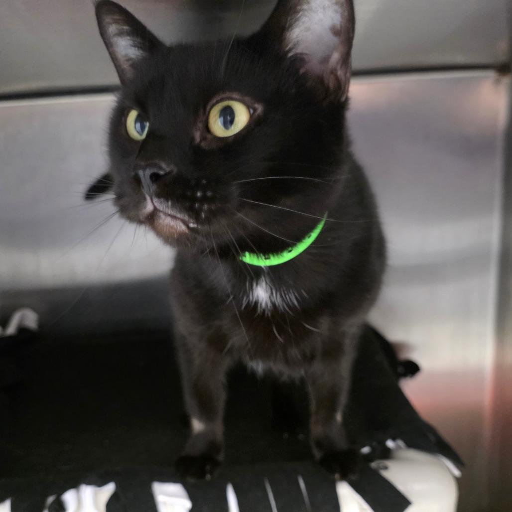 Enlarge Mila, a Adoptable Domestic Short Hair in Fort Wayne, IN image 2/3