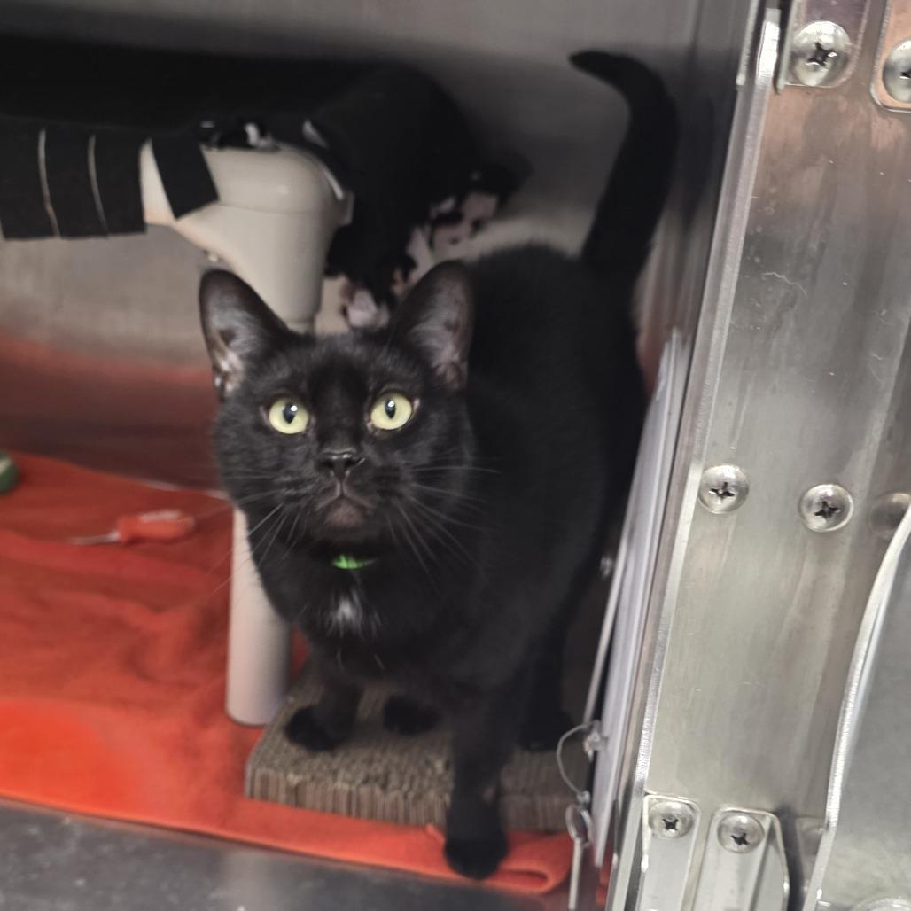 Enlarge Mila, a Adoptable Domestic Short Hair in Fort Wayne, IN image 3/3