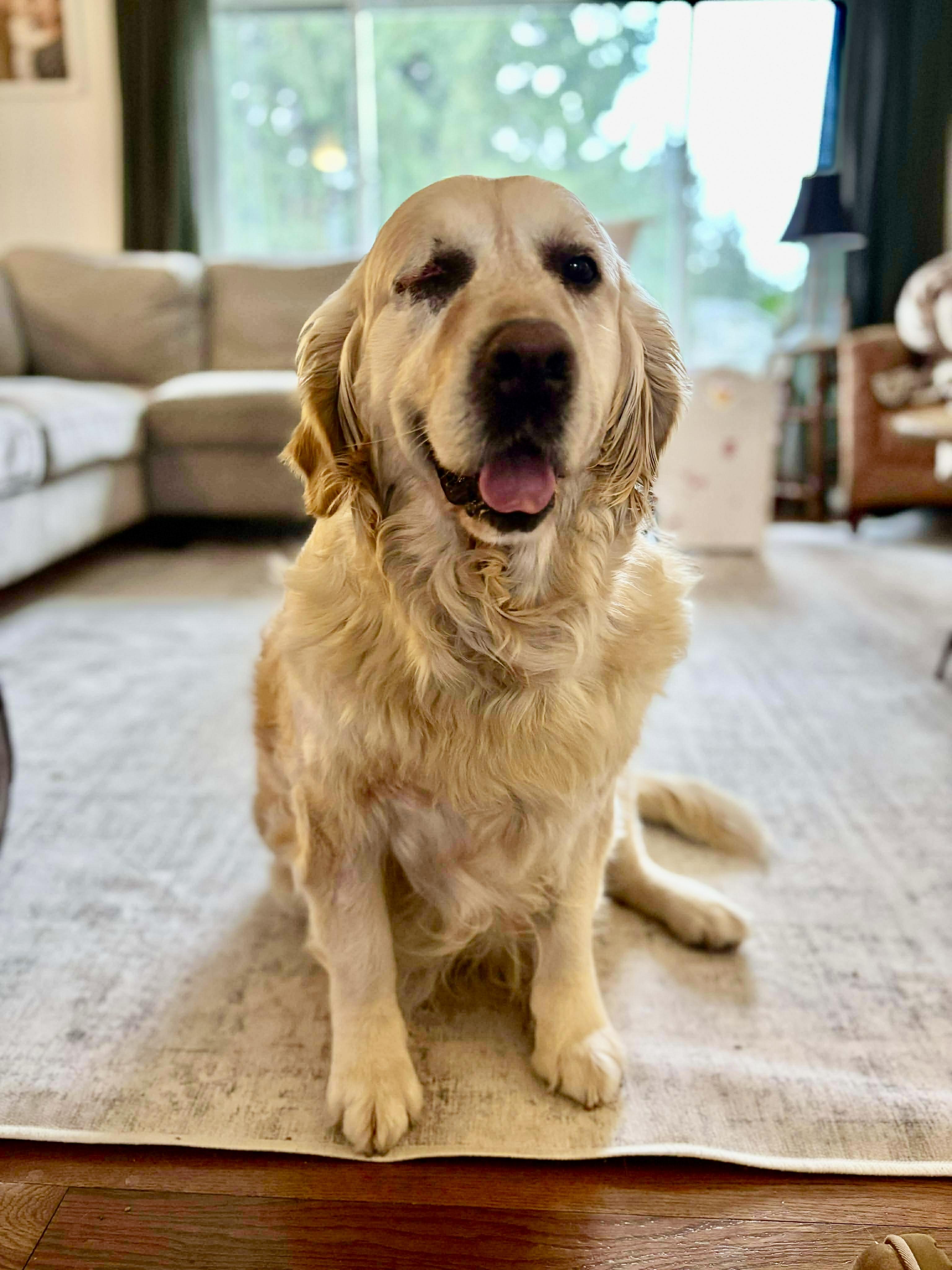 Enlarge Indy, an adopted Golden Retriever in Gig Harbor, WA image 1/5