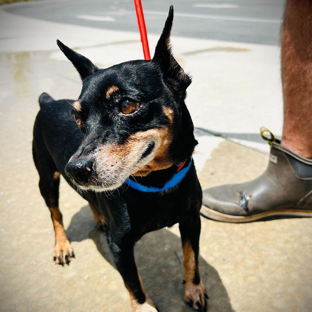 Ozzy, Adoptable, Senior Male Mixed Breed & Mixed Breed.