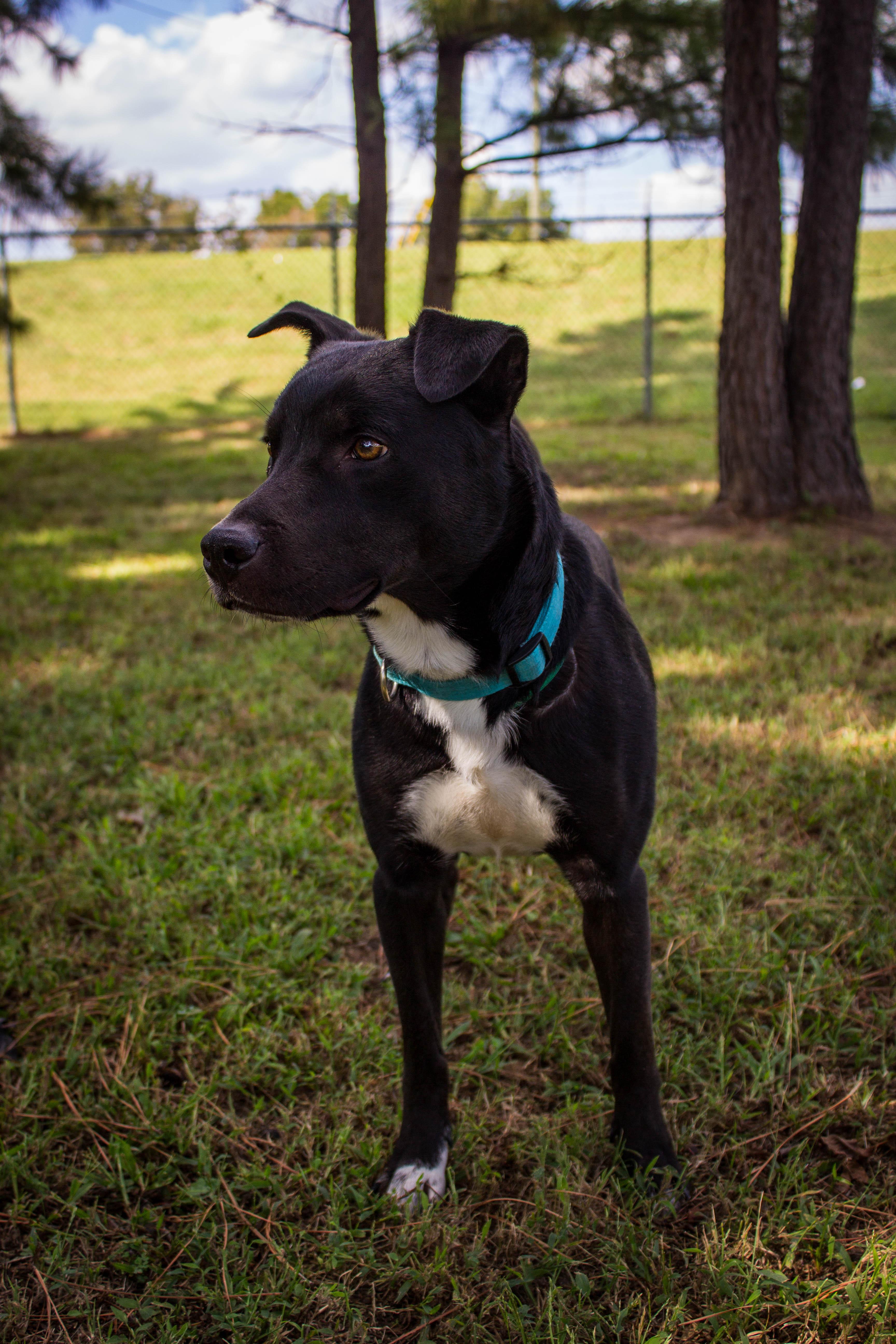 Phantom, Adoptable, Young Male Labrador Retriever.