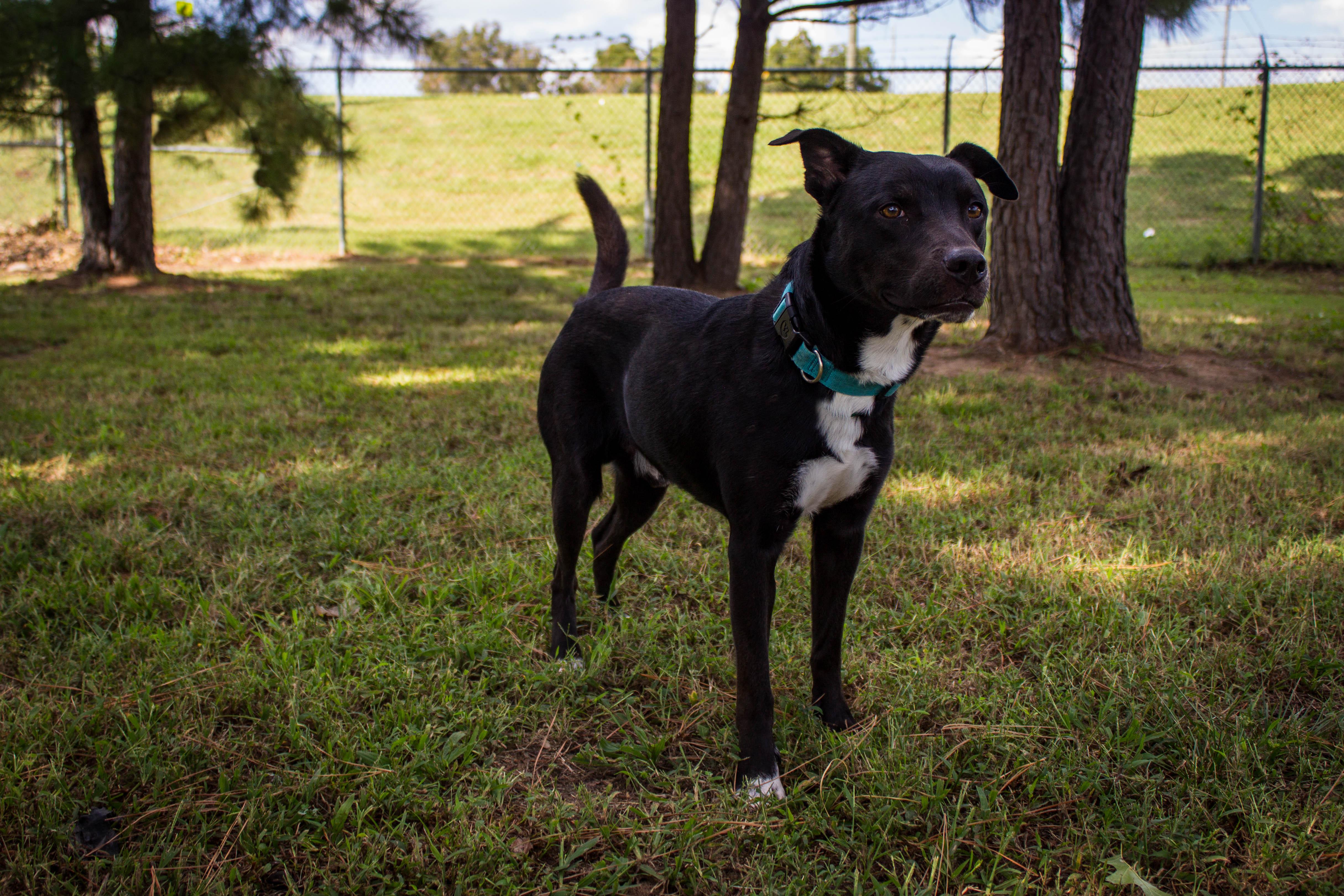 Phantom, a Adoptable mixed breed in Jenks, OK image 2/2