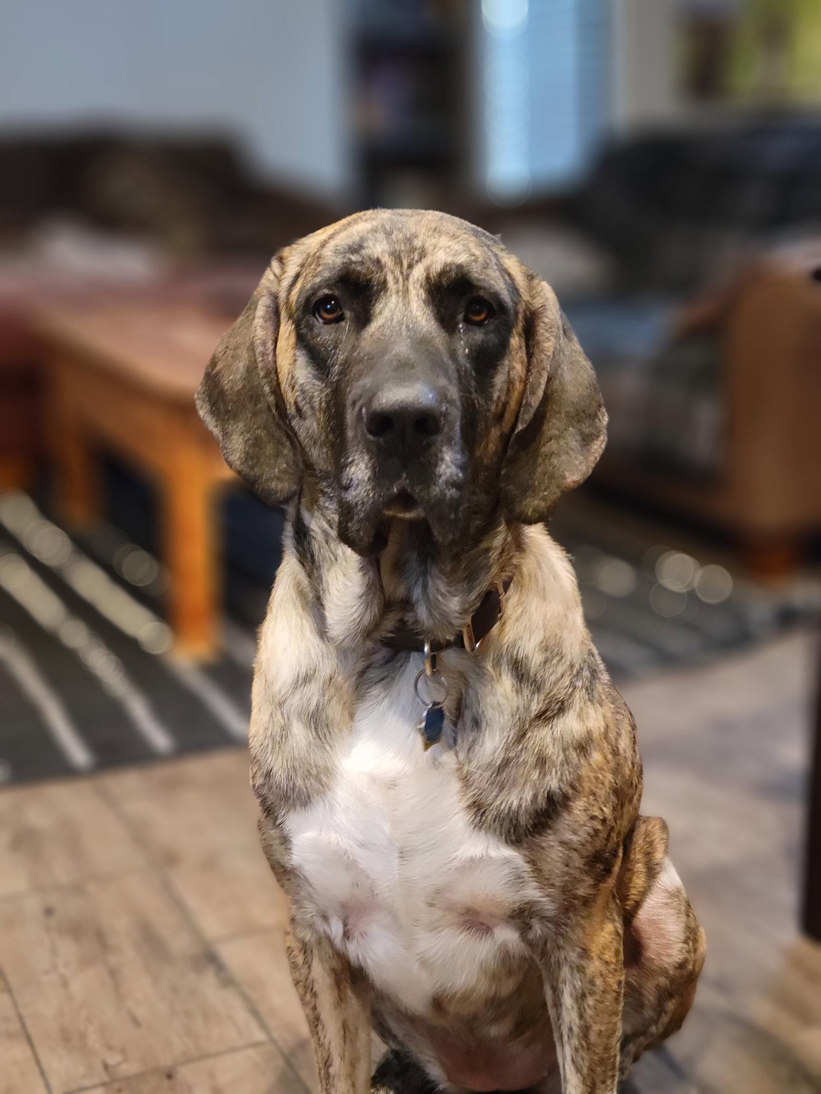 Marley, Adoptable, Senior Female Great Pyrenees & Mastiff.