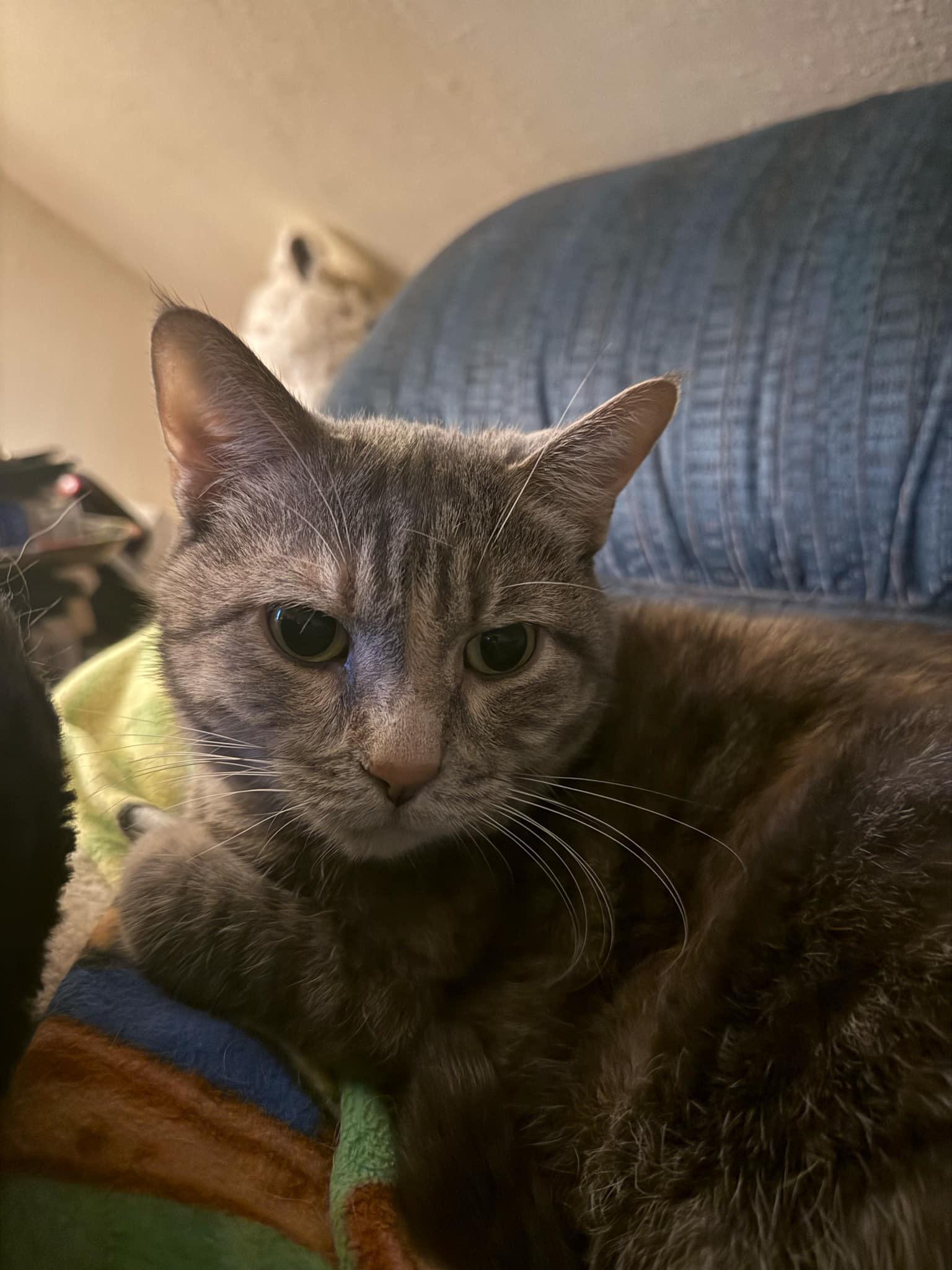 Mariposa, an adoptable Domestic Short Hair in Waseca, MN, 56093 | Photo Image 1