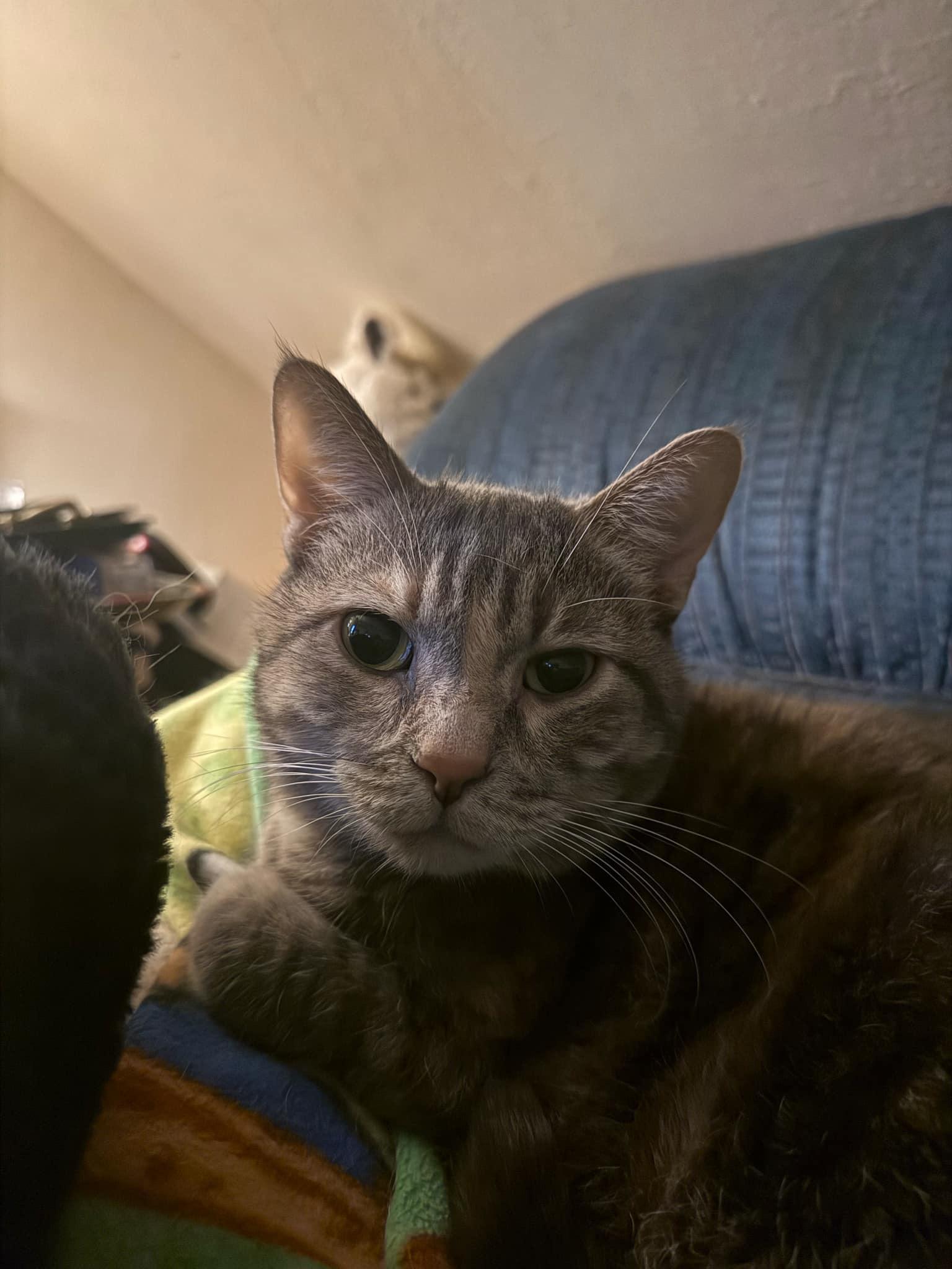 Mariposa, an adoptable Domestic Short Hair in Waseca, MN, 56093 | Photo Image 2