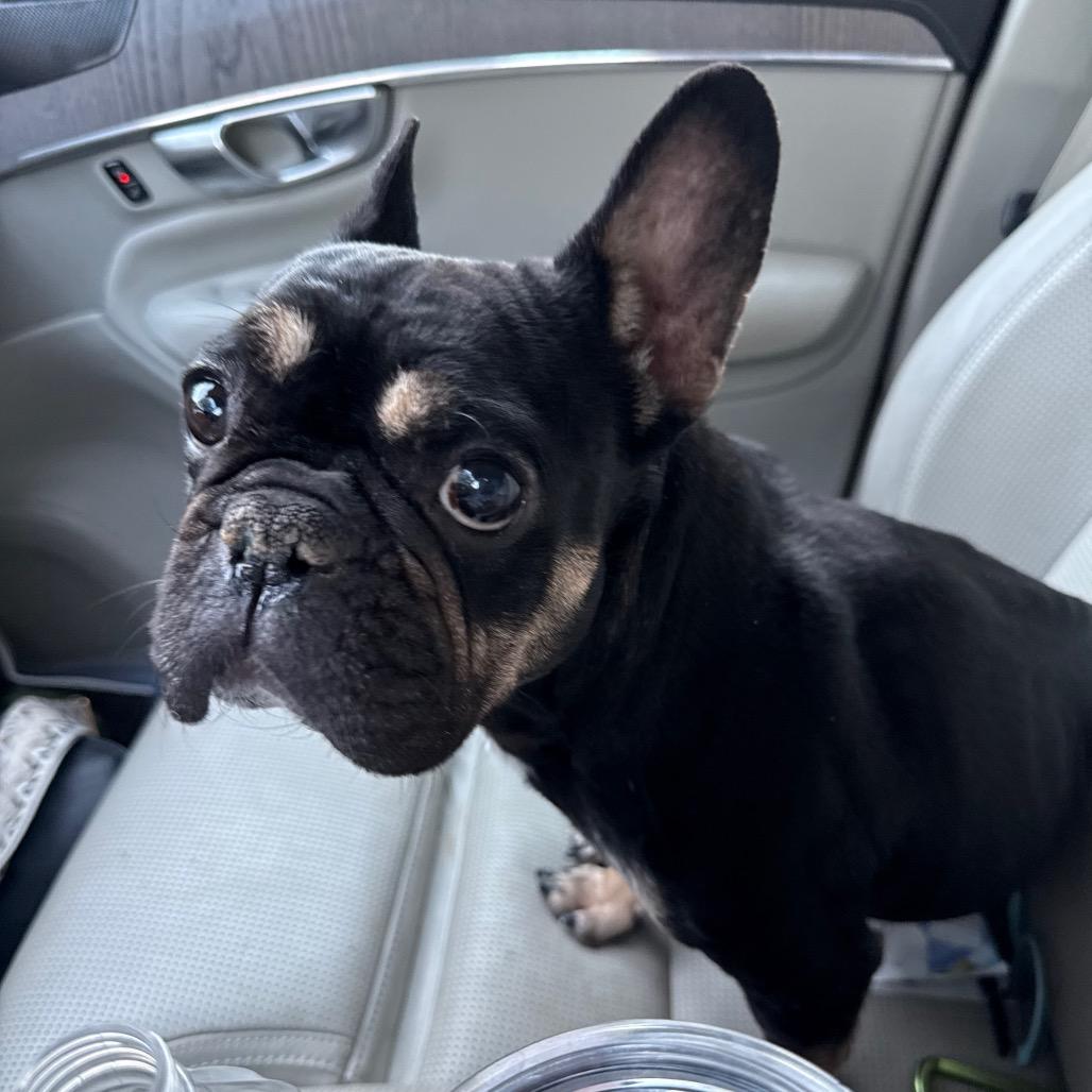 Raven, Adoptable, Young Female French Bulldog.