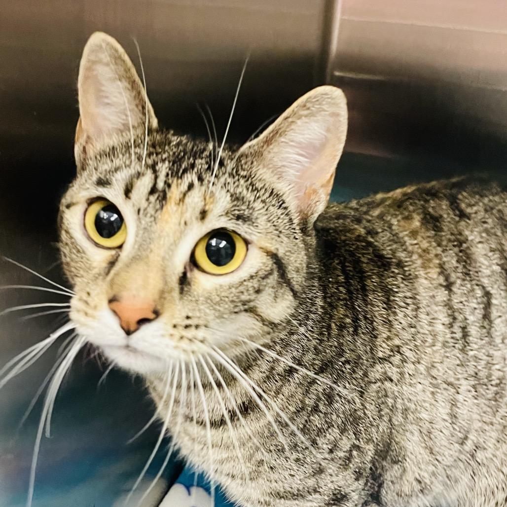 Bianca, Adoptable, Adult Female Domestic Short Hair.