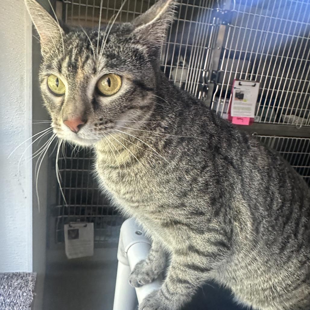 Bianca, a Adoptable Domestic Short Hair in Columbia Station, OH image 2/4