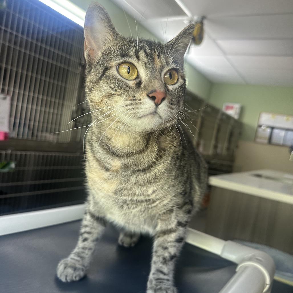 Bianca, a Adoptable Domestic Short Hair in Columbia Station, OH image 3/4