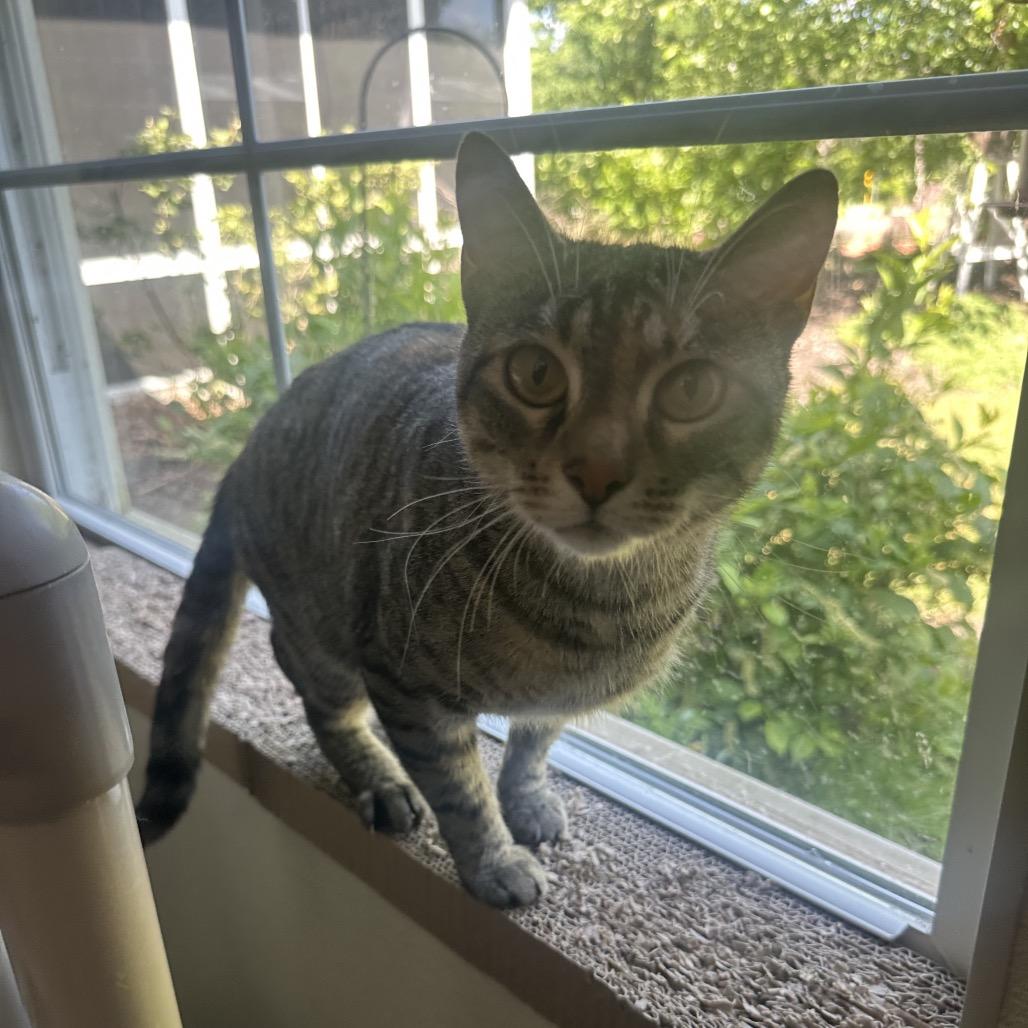 Bianca, a Adoptable Domestic Short Hair in Columbia Station, OH image 4/4