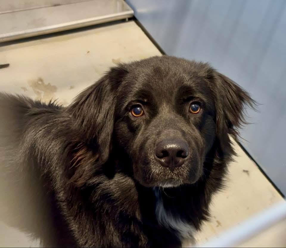 Ash, a Adoptable Flat-Coated Retriever in Valley Village, CA image 1/6