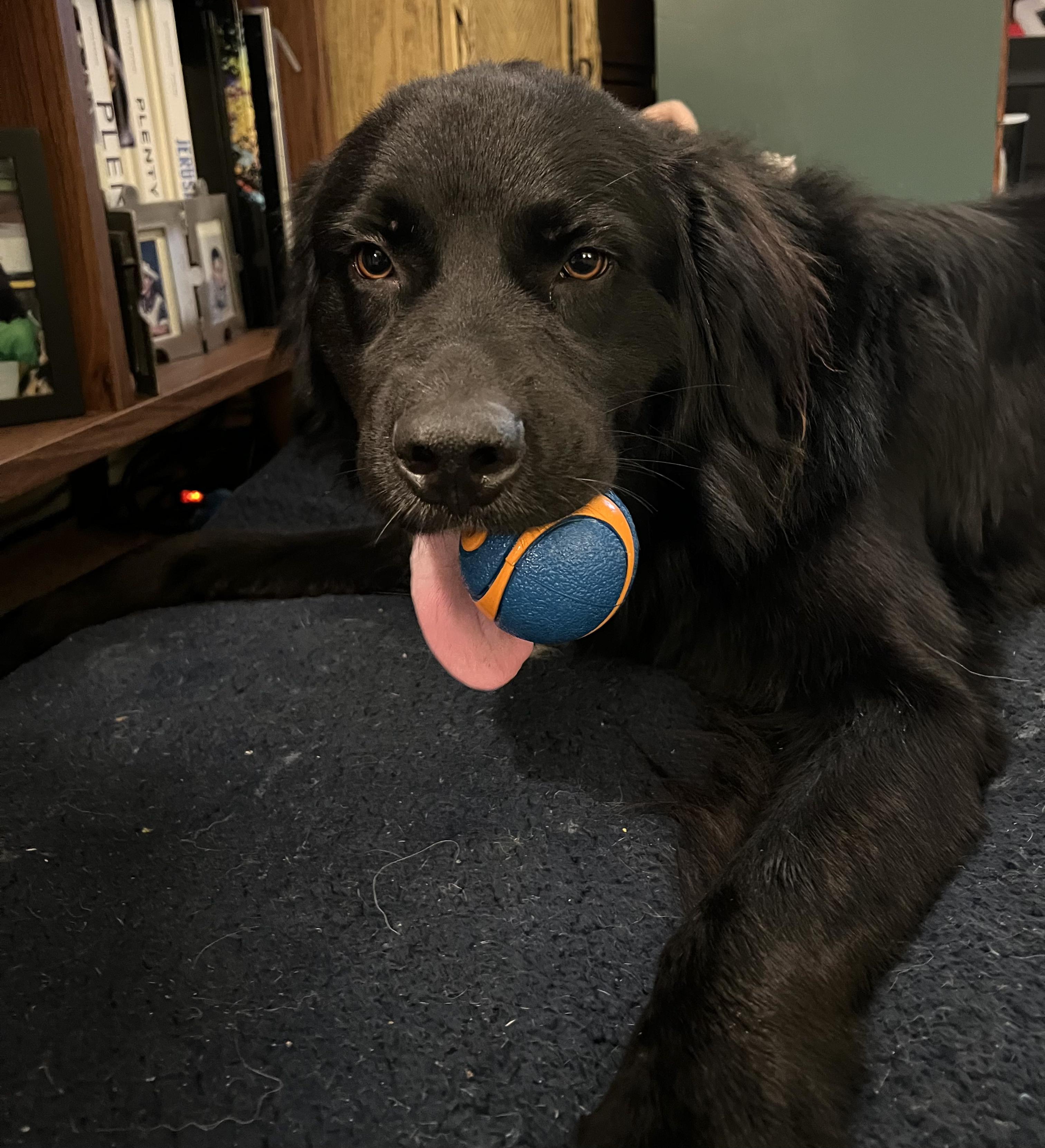 Ash, a Adoptable Flat-Coated Retriever in Valley Village, CA image 2/6
