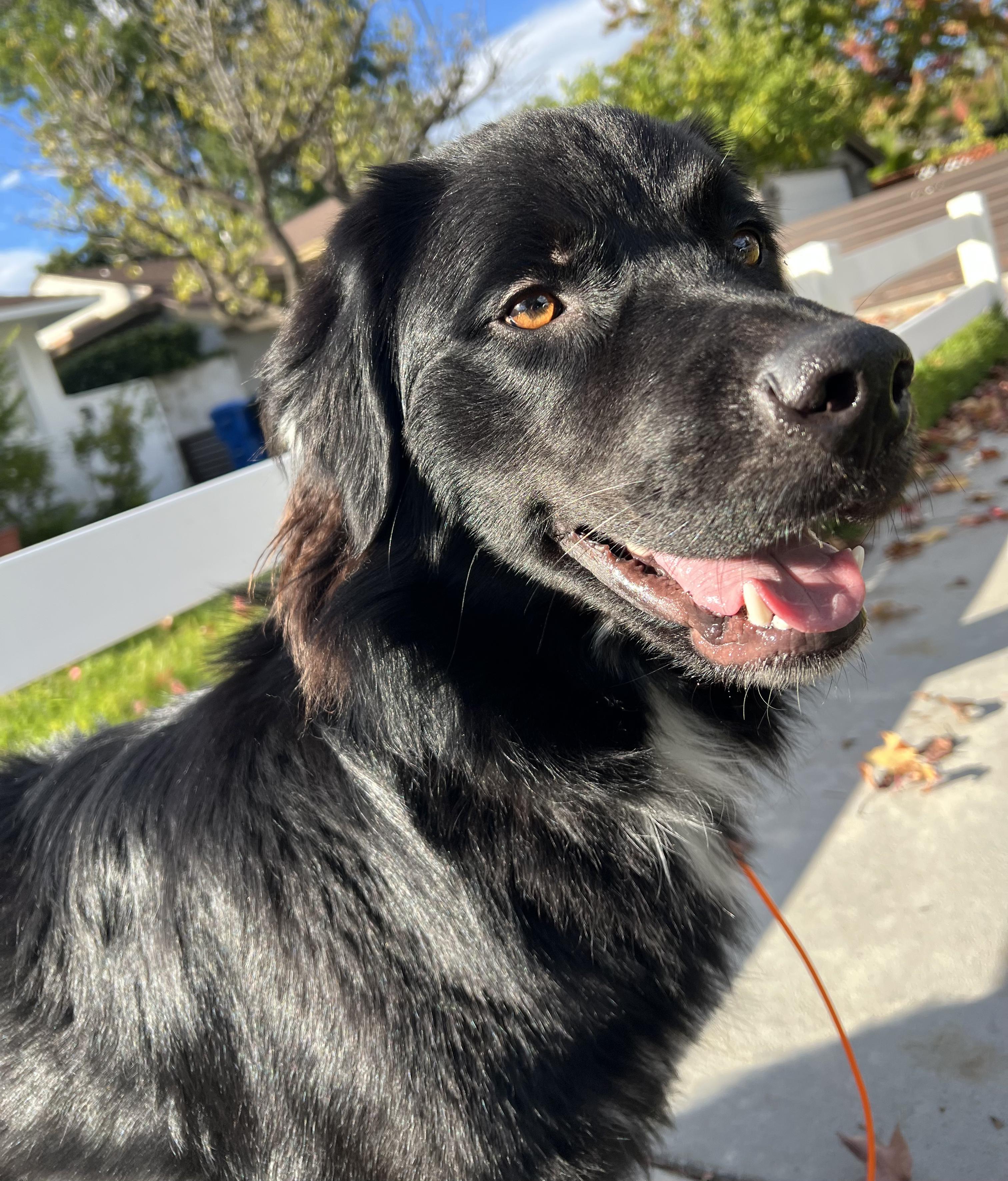 Ash, a Adoptable Flat-Coated Retriever in Valley Village, CA image 3/6