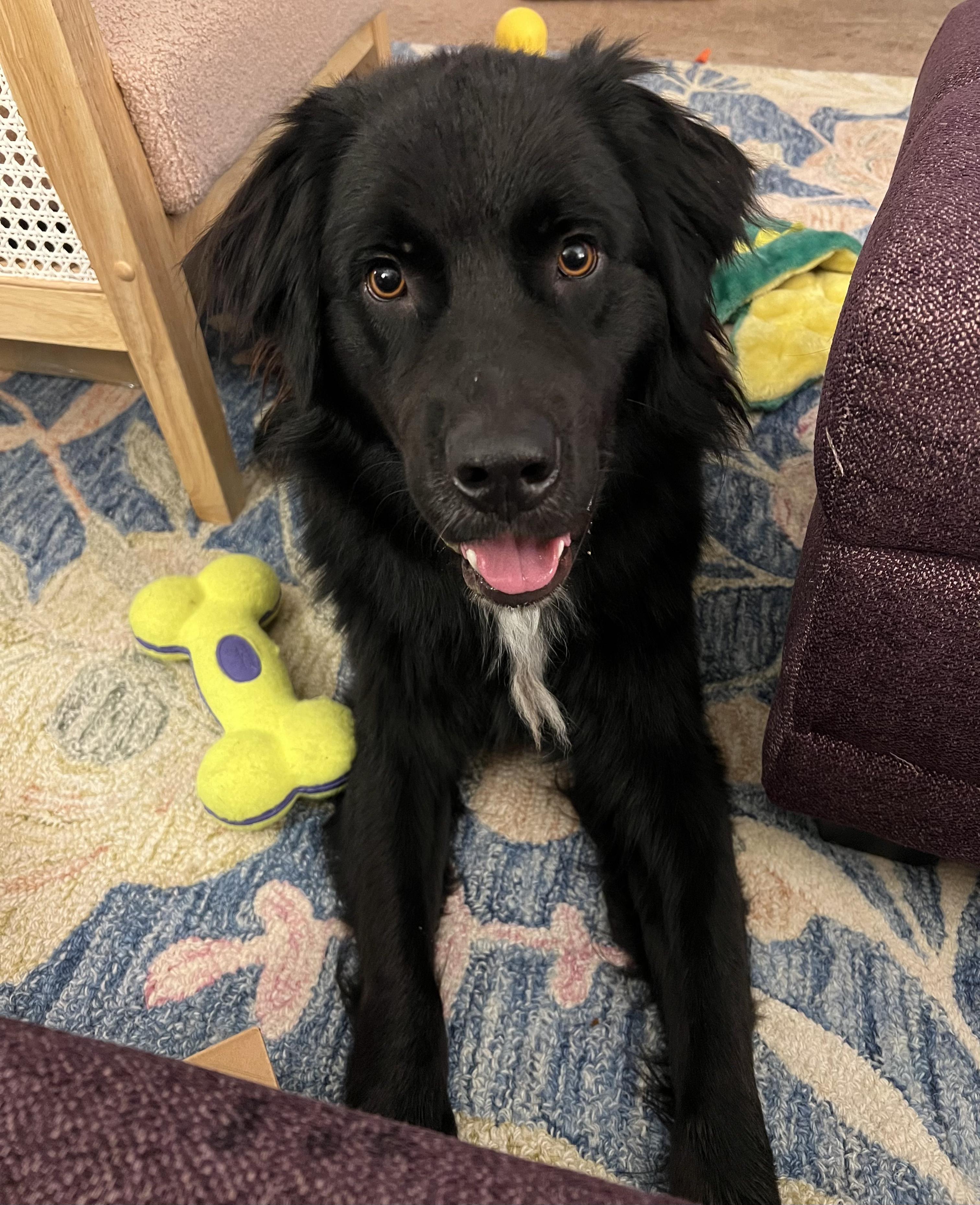 Ash, a Adoptable Flat-Coated Retriever in Valley Village, CA image 4/6