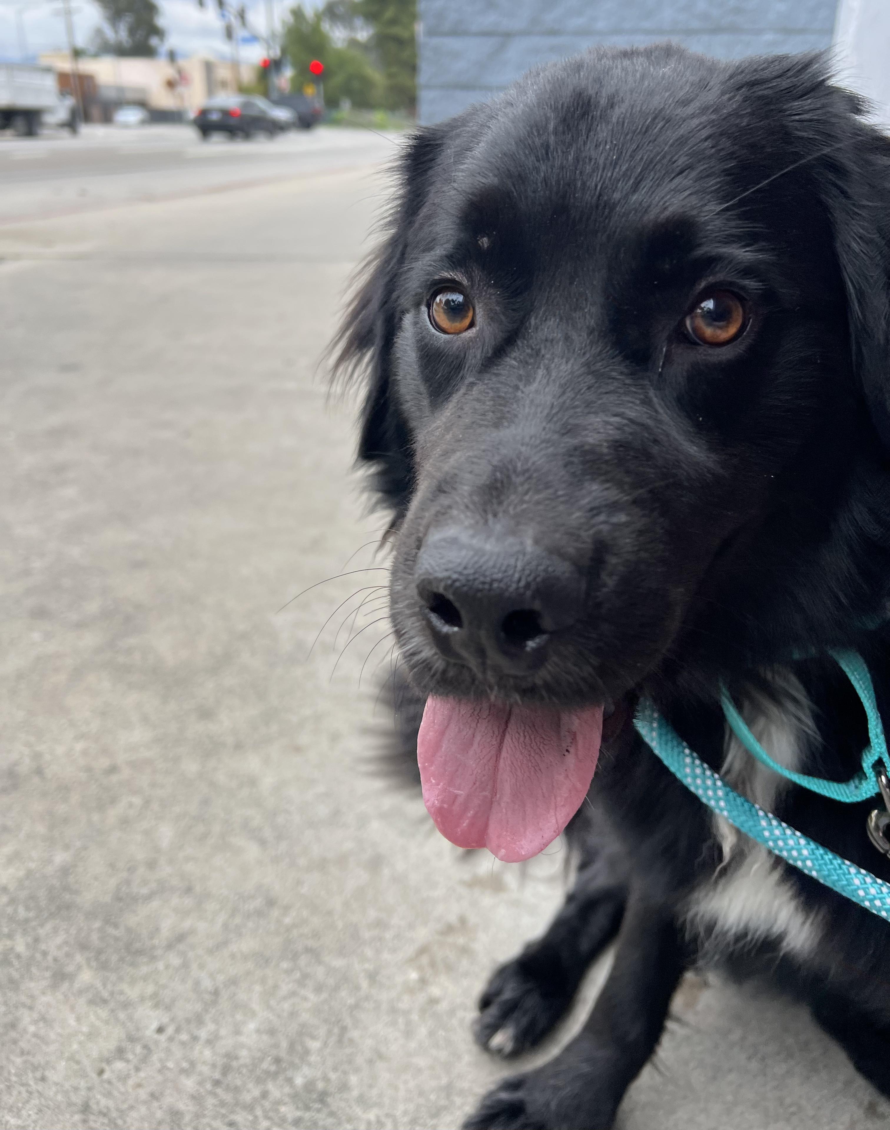 Ash, a Adoptable Flat-Coated Retriever in Valley Village, CA image 5/6