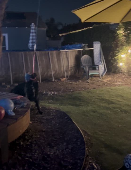 Enlarge Ash, a Adoptable Flat-Coated Retriever in Valley Village, CA video 6/6