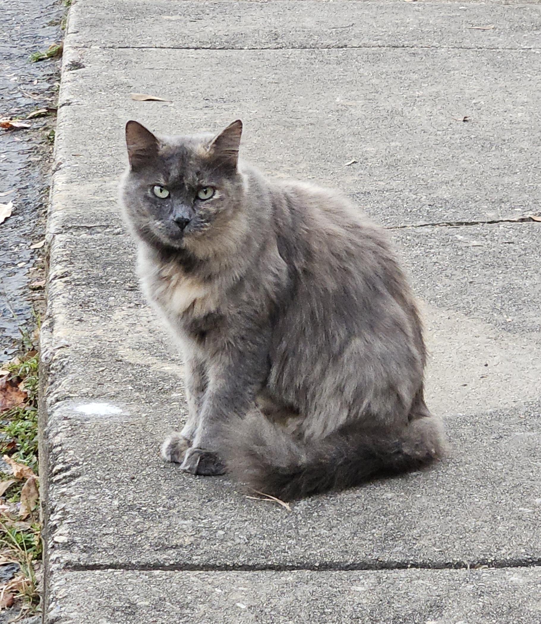 Enlarge Mandy, a ADOPTABLE Domestic Medium Hair in Atlanta, GA image 2/4