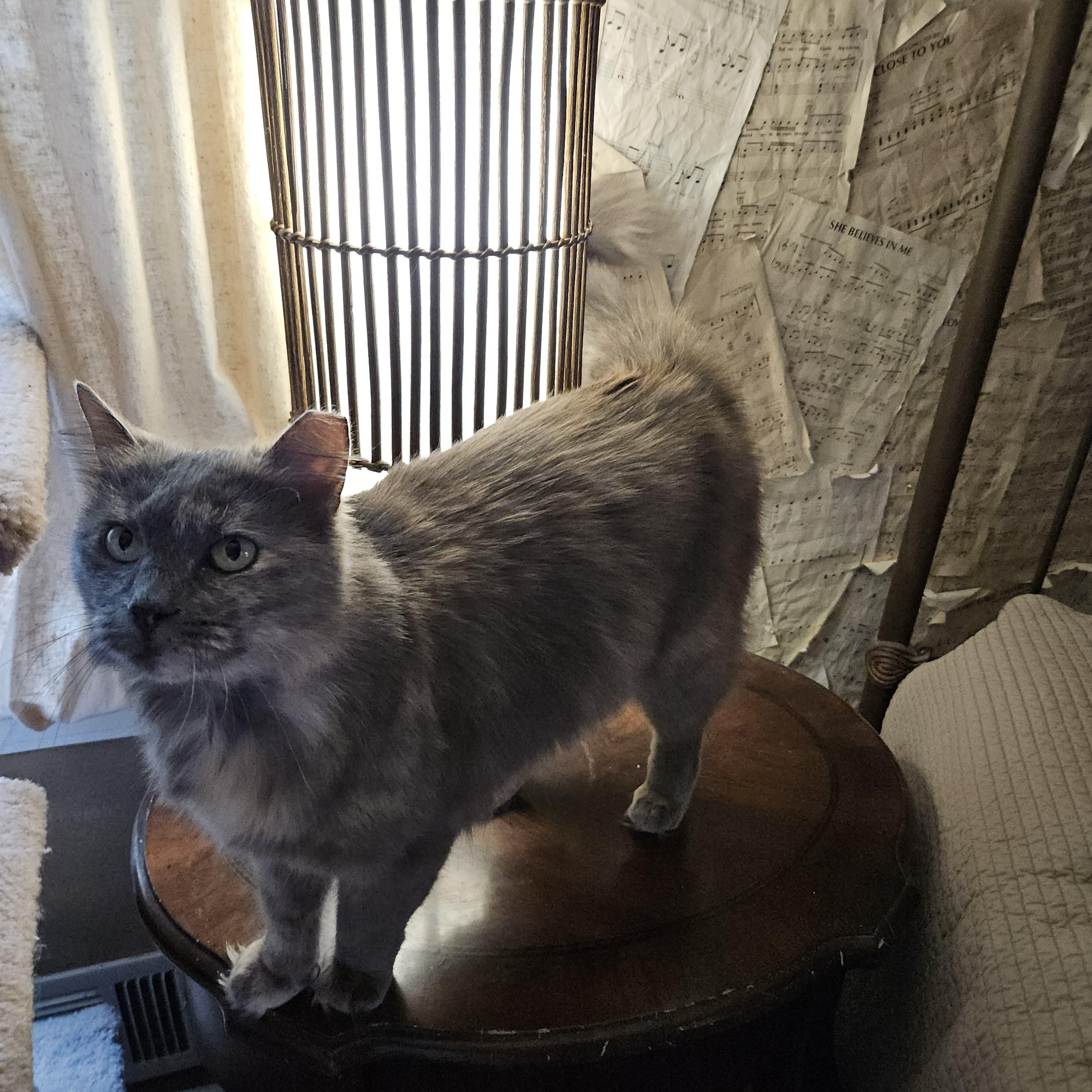 Enlarge Mandy, a ADOPTABLE mixed breed in Atlanta, GA image 2/6