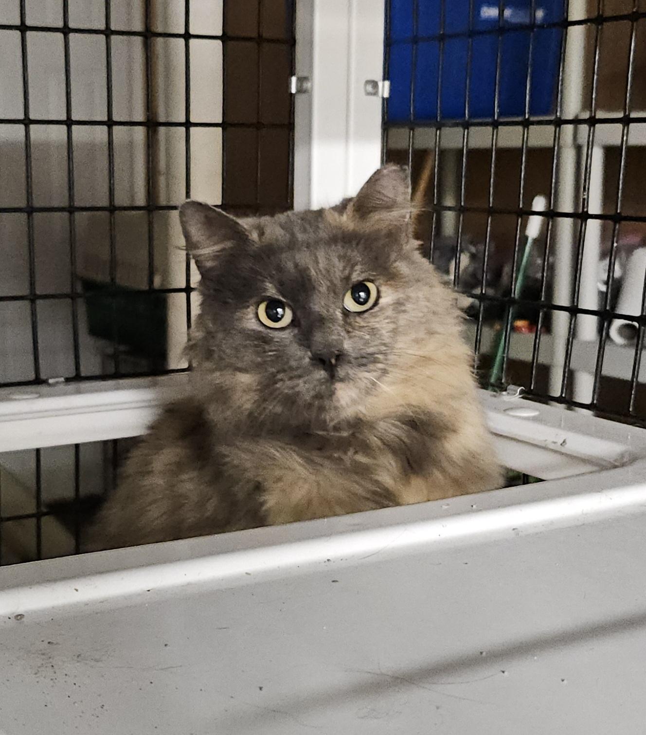 Enlarge Mandy, a ADOPTABLE mixed breed in Atlanta, GA image 4/6