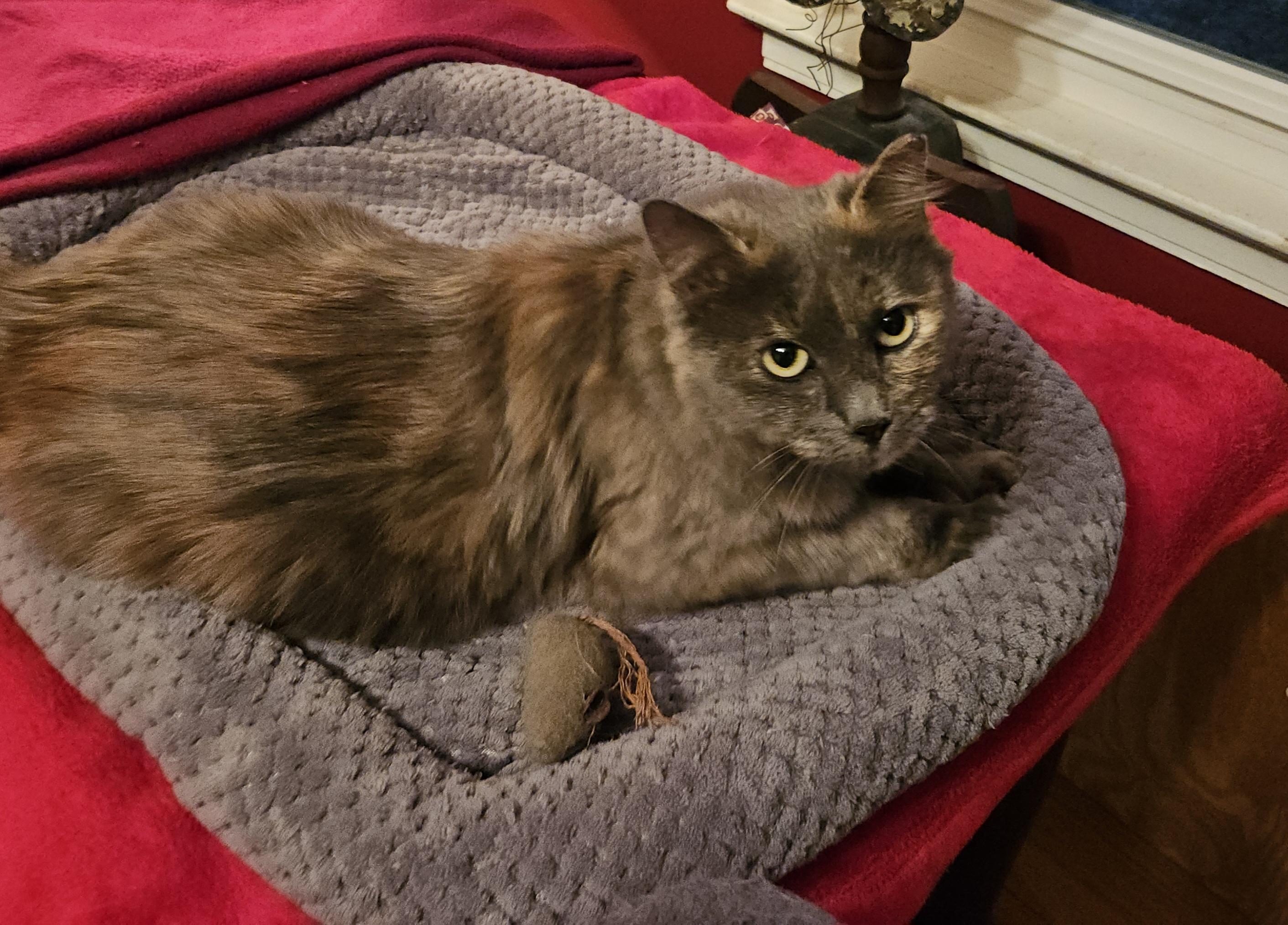 Mandy, ADOPTABLE, Young Female Domestic Medium Hair.