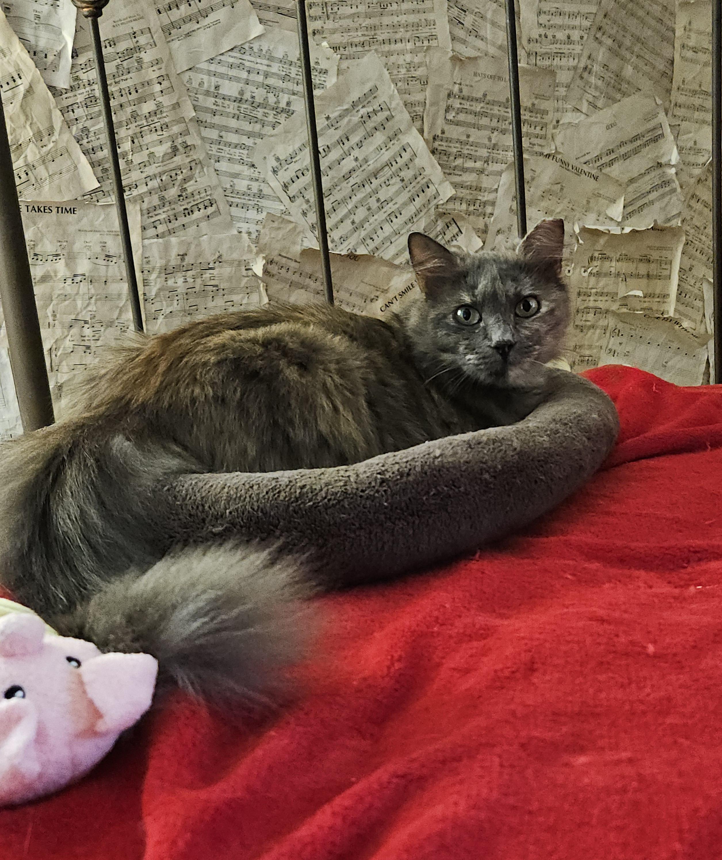 Mandy, ADOPTABLE, Young Female Maine Coon & Domestic Medium Hair.