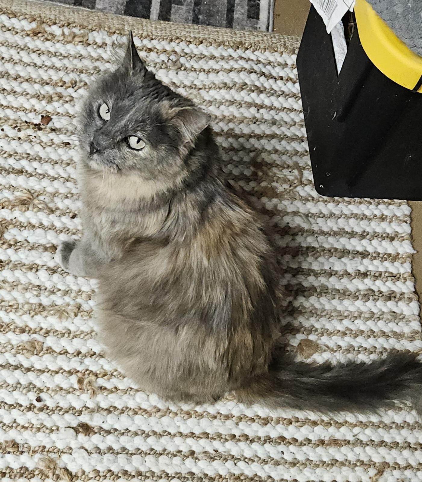 Enlarge Mandy, a ADOPTABLE mixed breed in Atlanta, GA image 3/6