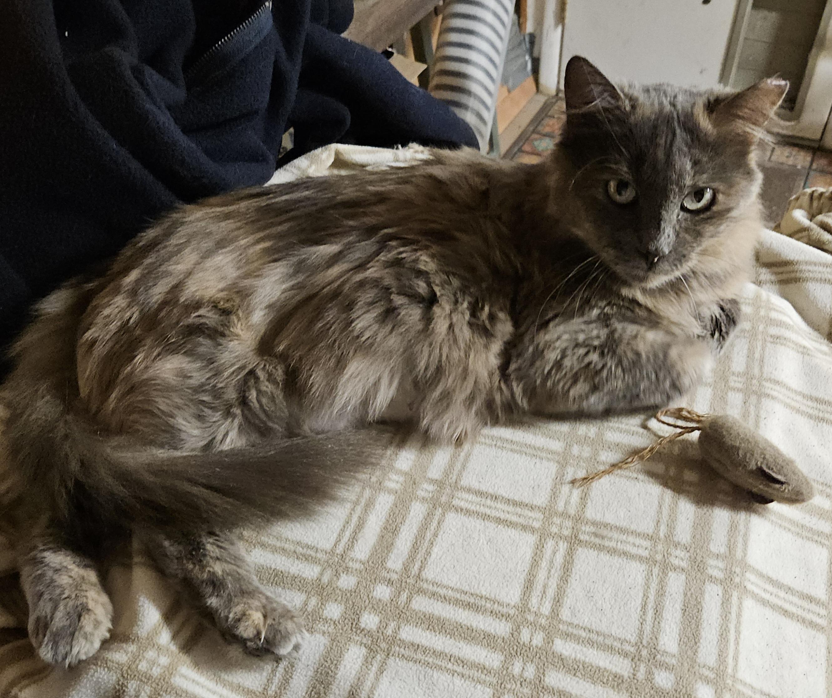 Enlarge Mandy, a ADOPTABLE mixed breed in Atlanta, GA image 5/6