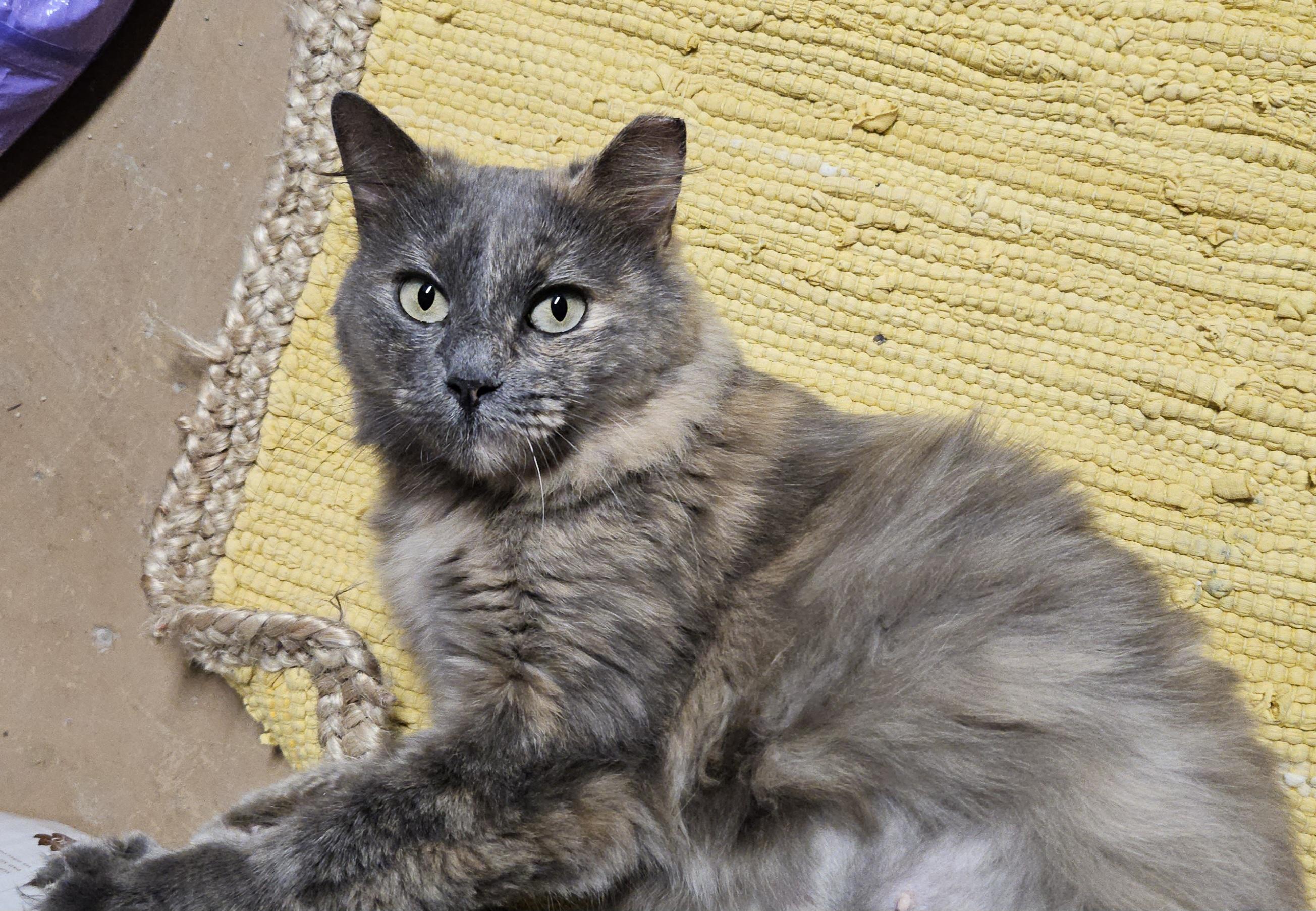Enlarge Mandy, a ADOPTABLE Domestic Medium Hair in Atlanta, GA image 4/4