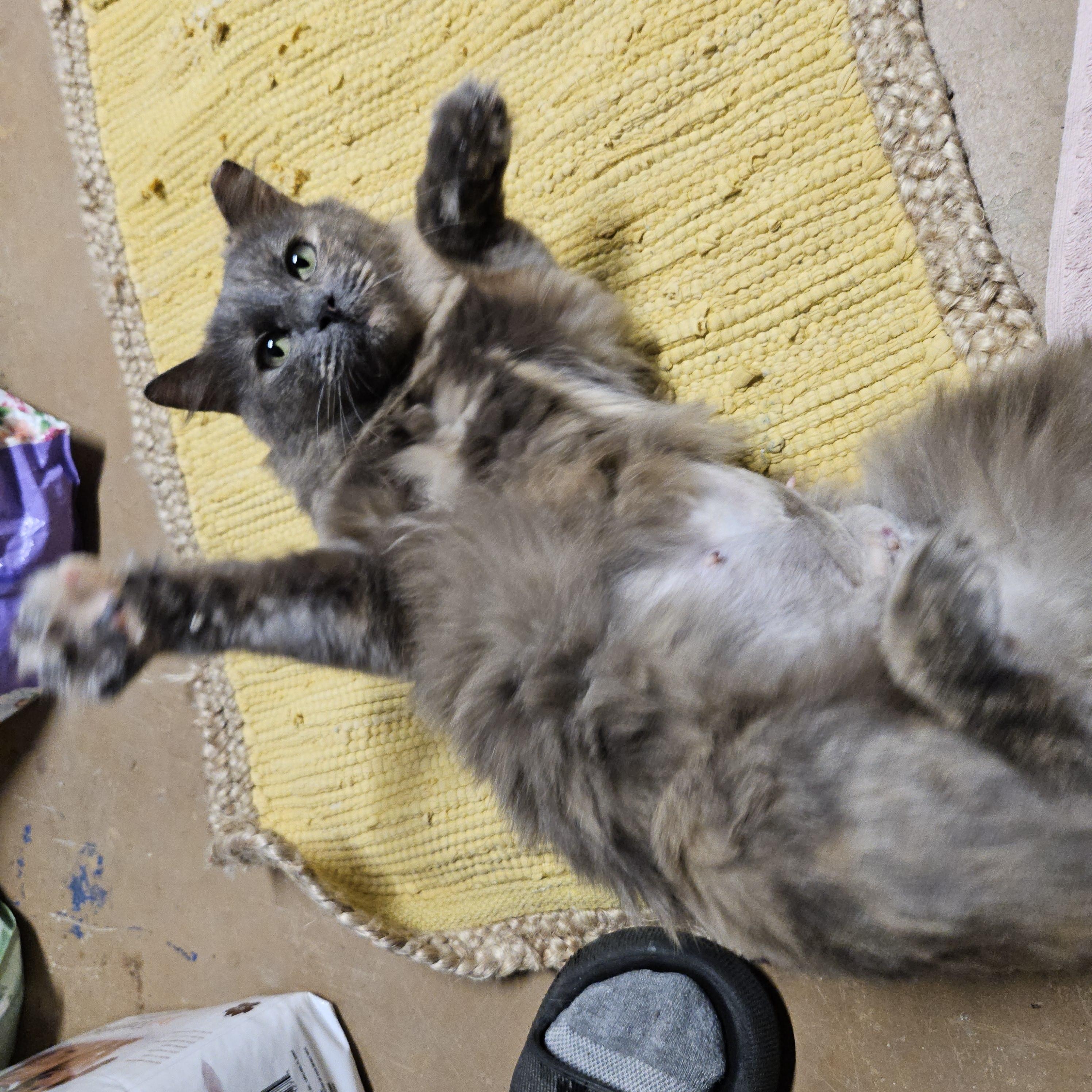 Enlarge Mandy, a ADOPTABLE Domestic Medium Hair in Atlanta, GA image 3/4