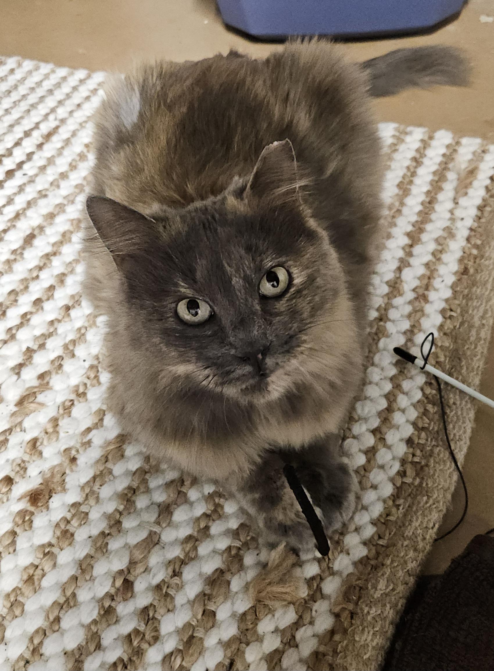 Mandy, ADOPTABLE, Young Female Domestic Medium Hair.