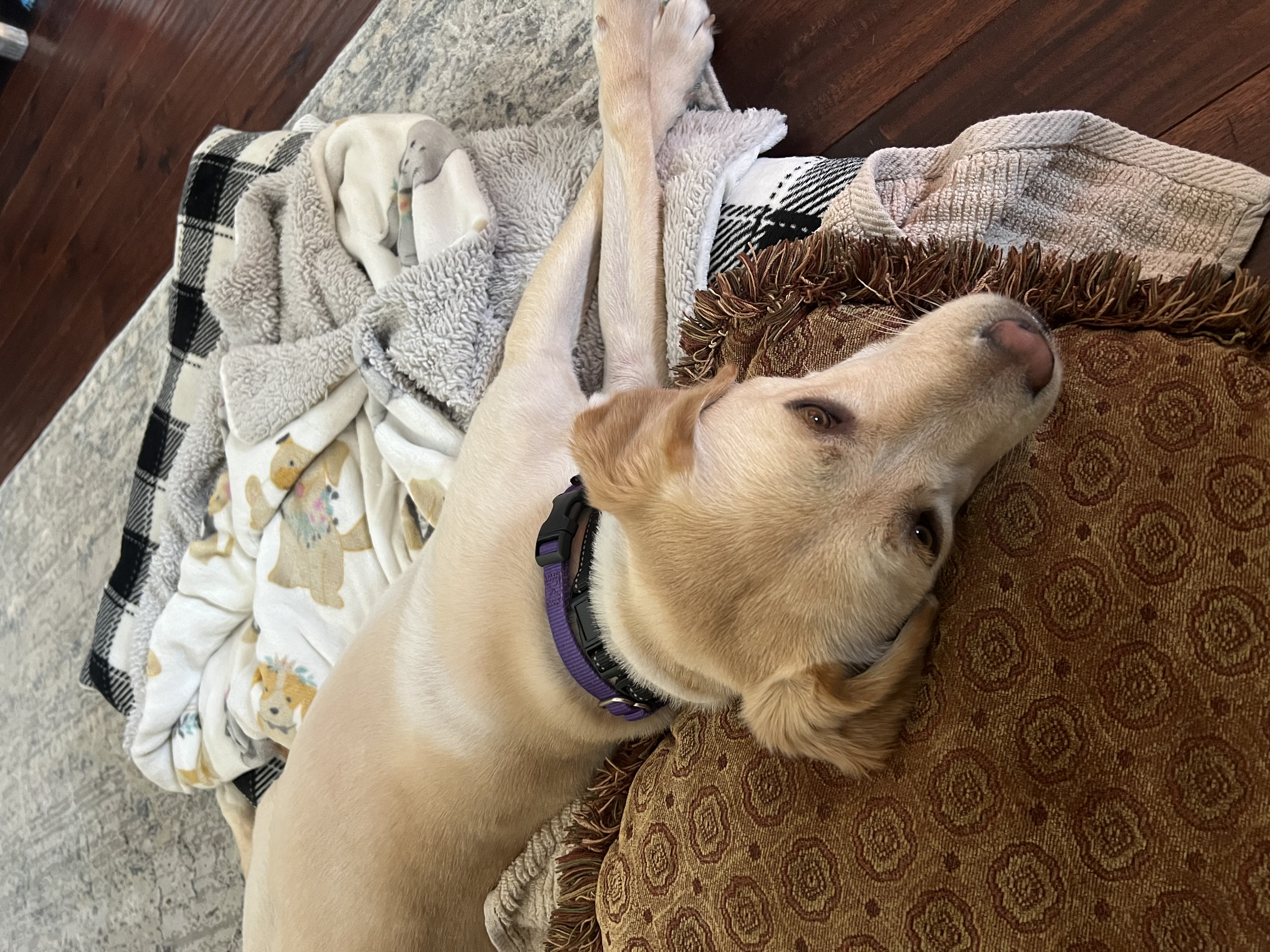 Enlarge Darcy, a Adoptable mixed breed in Fort Worth, TX image 6/6