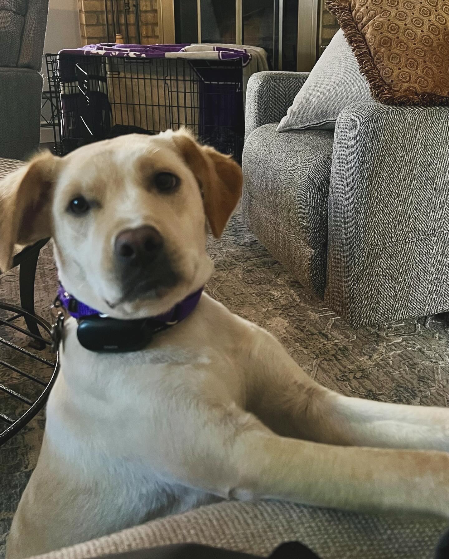 Enlarge Darcy, a Adoptable mixed breed in Fort Worth, TX image 2/6