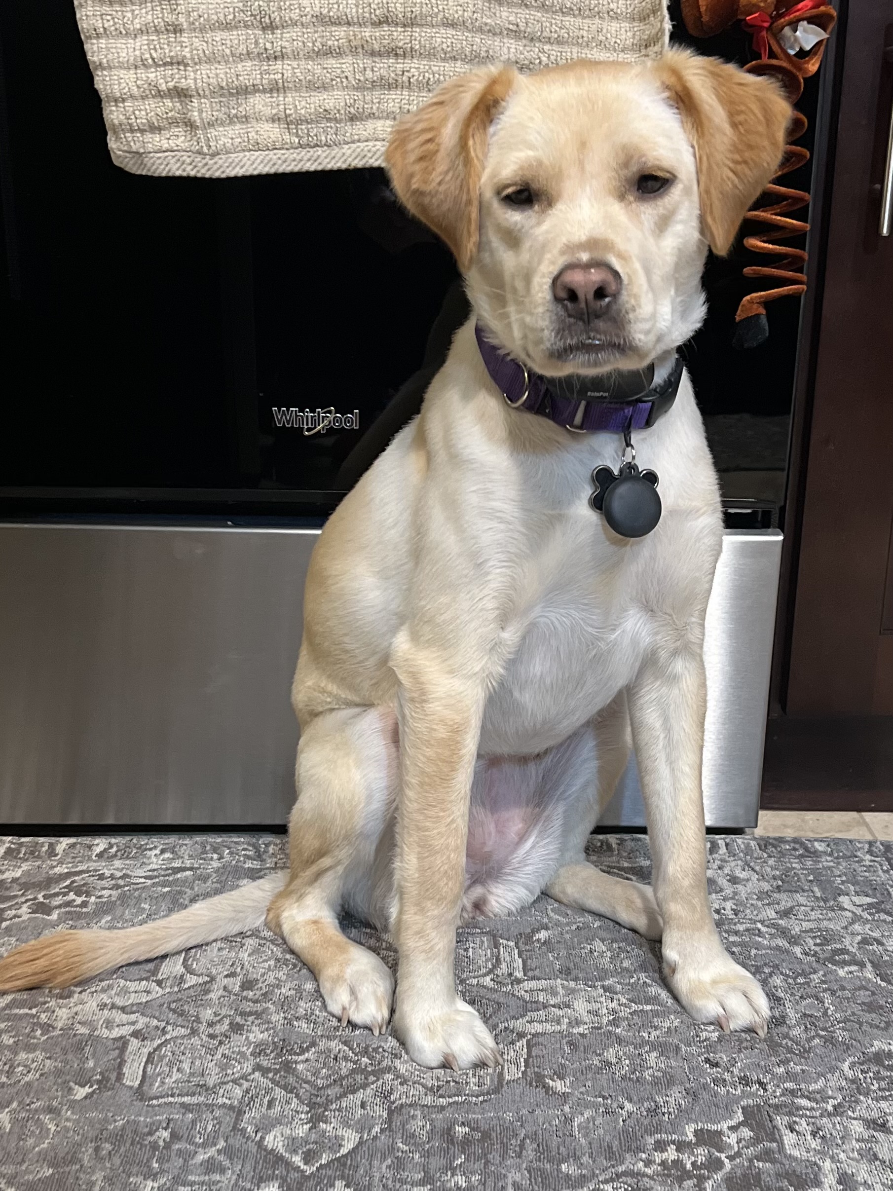 Enlarge Darcy, a Adoptable mixed breed in Fort Worth, TX image 1/6