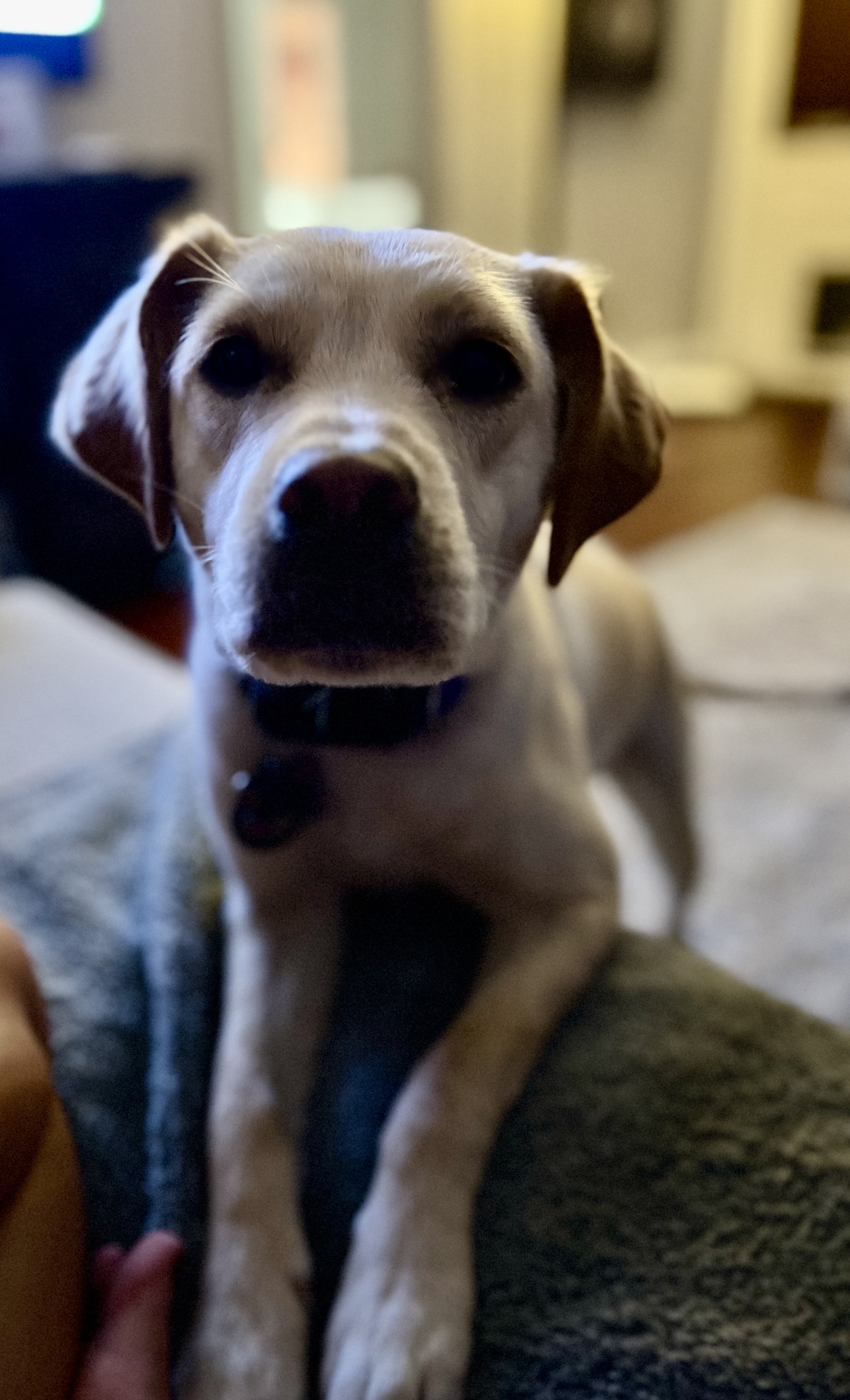 Enlarge Darcy, a Adoptable mixed breed in Fort Worth, TX image 4/6