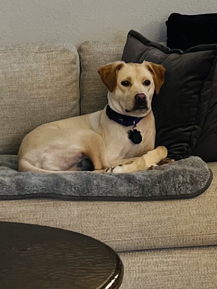 Enlarge Darcy, a Adoptable mixed breed in Fort Worth, TX image 3/6