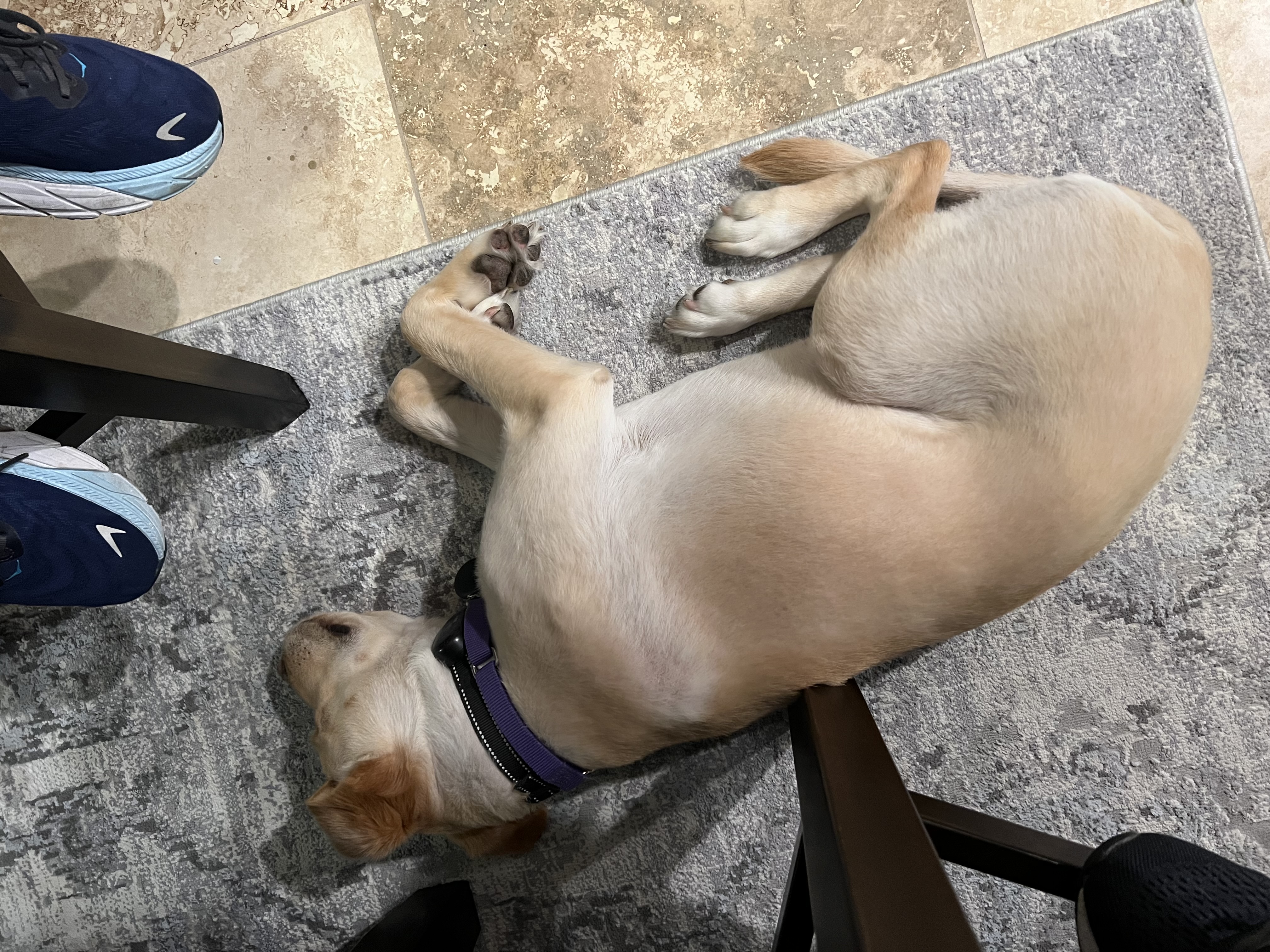 Enlarge Darcy, a Adoptable mixed breed in Fort Worth, TX image 5/6