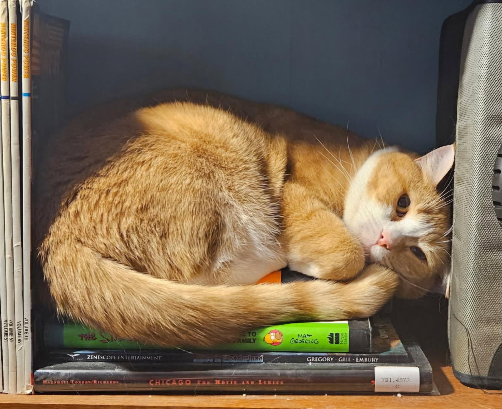 Enlarge Theo #6779, an adopted mixed breed in Glen Burnie, MD image 2/2