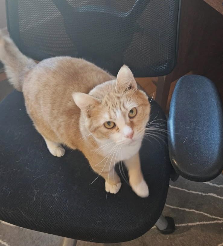 Enlarge Theo #6779, an adopted mixed breed in Glen Burnie, MD image 1/2