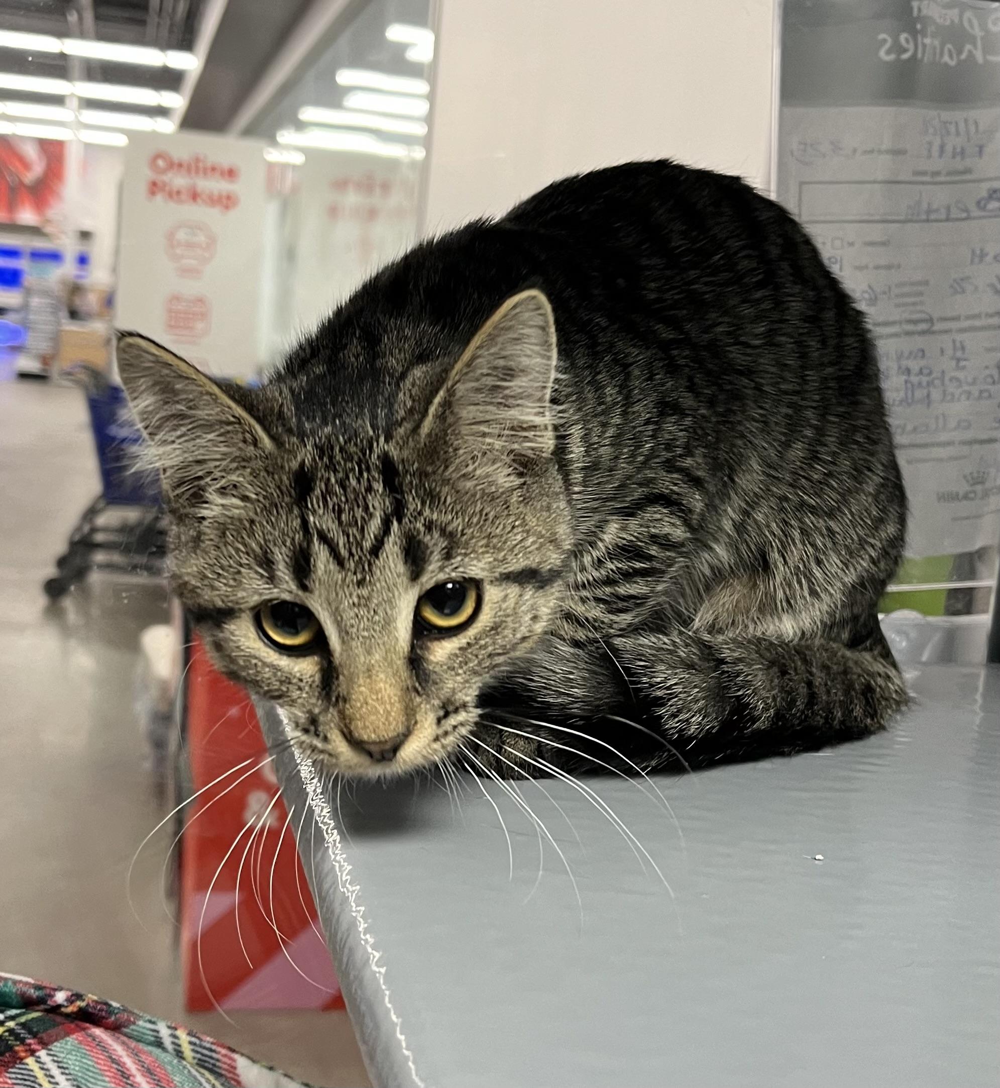 KJW, an adopted Domestic Short Hair in Belchertown, MA image 1/2