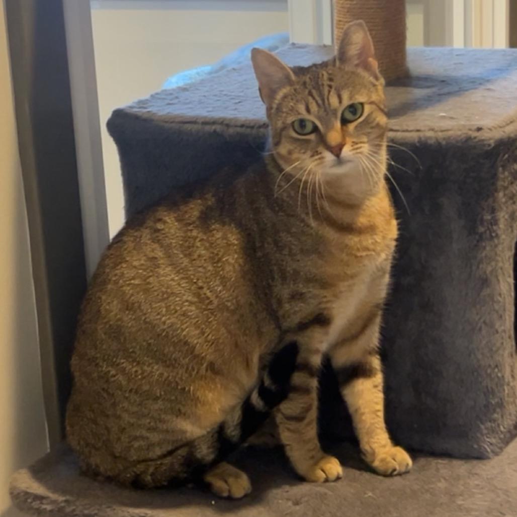 Enlarge Christmas Chili (Bonded with Miss Krampus), a Adoptable Domestic Short Hair in Wilmington, DE image 1/6