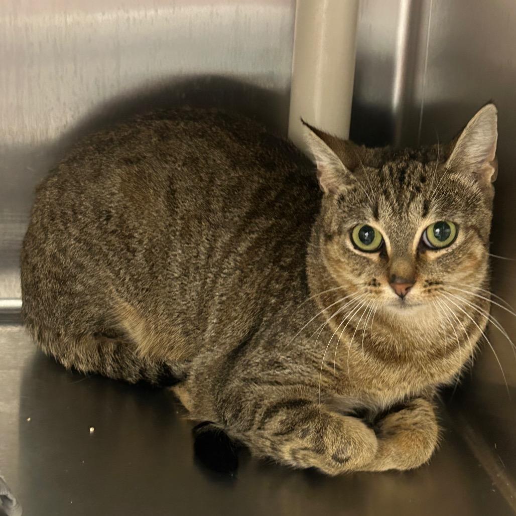 Enlarge Christmas Chili (Bonded with Miss Krampus), a Adoptable Domestic Short Hair in Wilmington, DE image 2/6