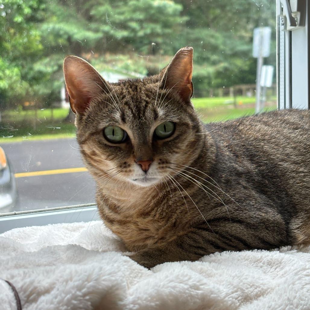 Enlarge Christmas Chili (Bonded with Miss Krampus), a Adoptable Domestic Short Hair in Wilmington, DE image 6/6