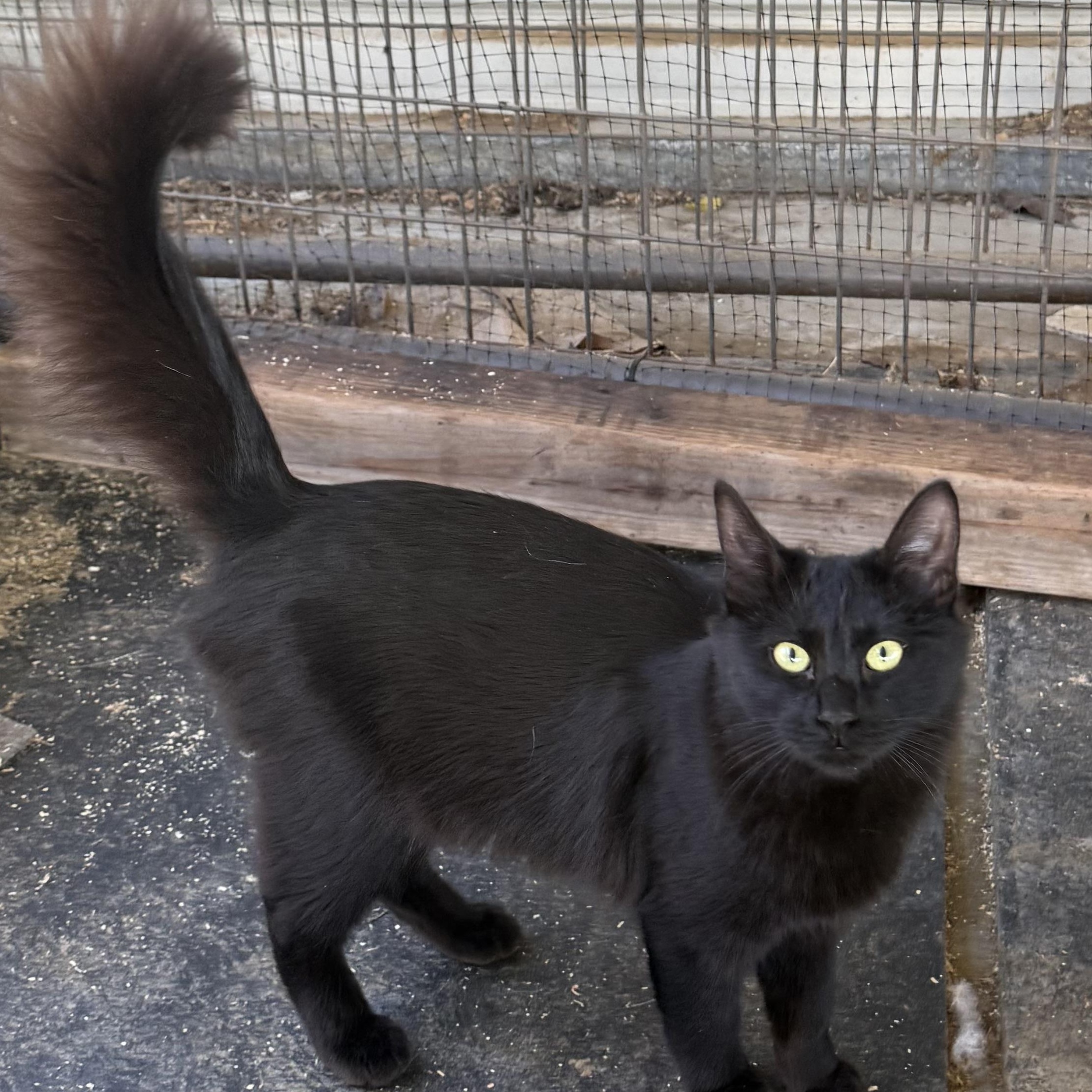 Enlarge Raven, a ADOPTABLE Domestic Medium Hair in Dunnigan, CA image 1/1