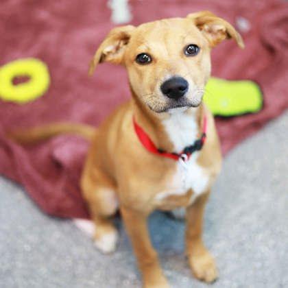Enlarge Gabrielle, a Adoptable mixed breed in Atlanta, GA image 1/2