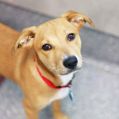 Enlarge Gabrielle, a Adoptable mixed breed in Atlanta, GA image 2/2